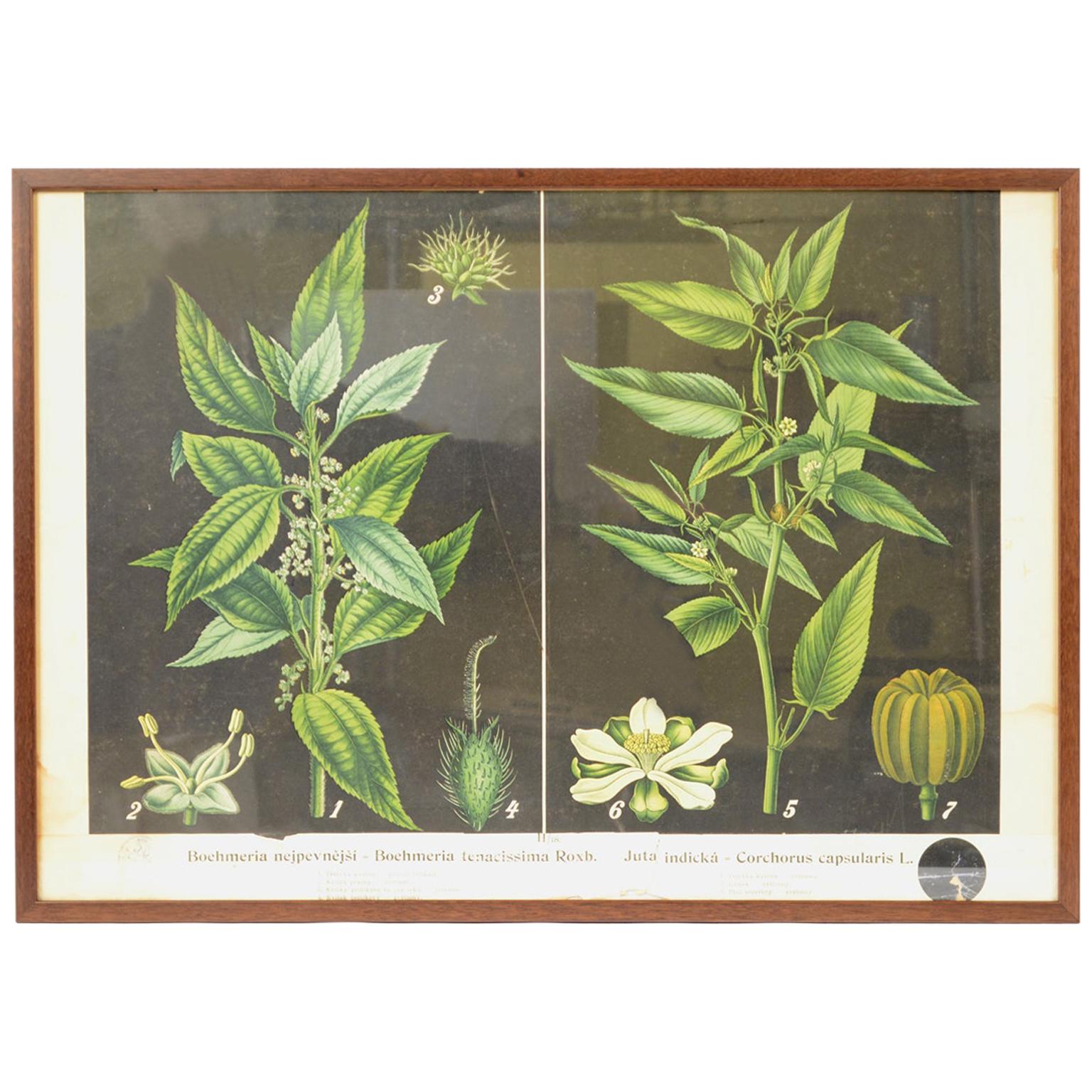 Antique Botanical Plate Boehmeria tenacissima Bohemian Manufacture of the 1930s For Sale