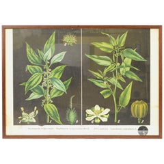 Antique Botanical Plate Boehmeria tenacissima Bohemian Manufacture of the 1930s