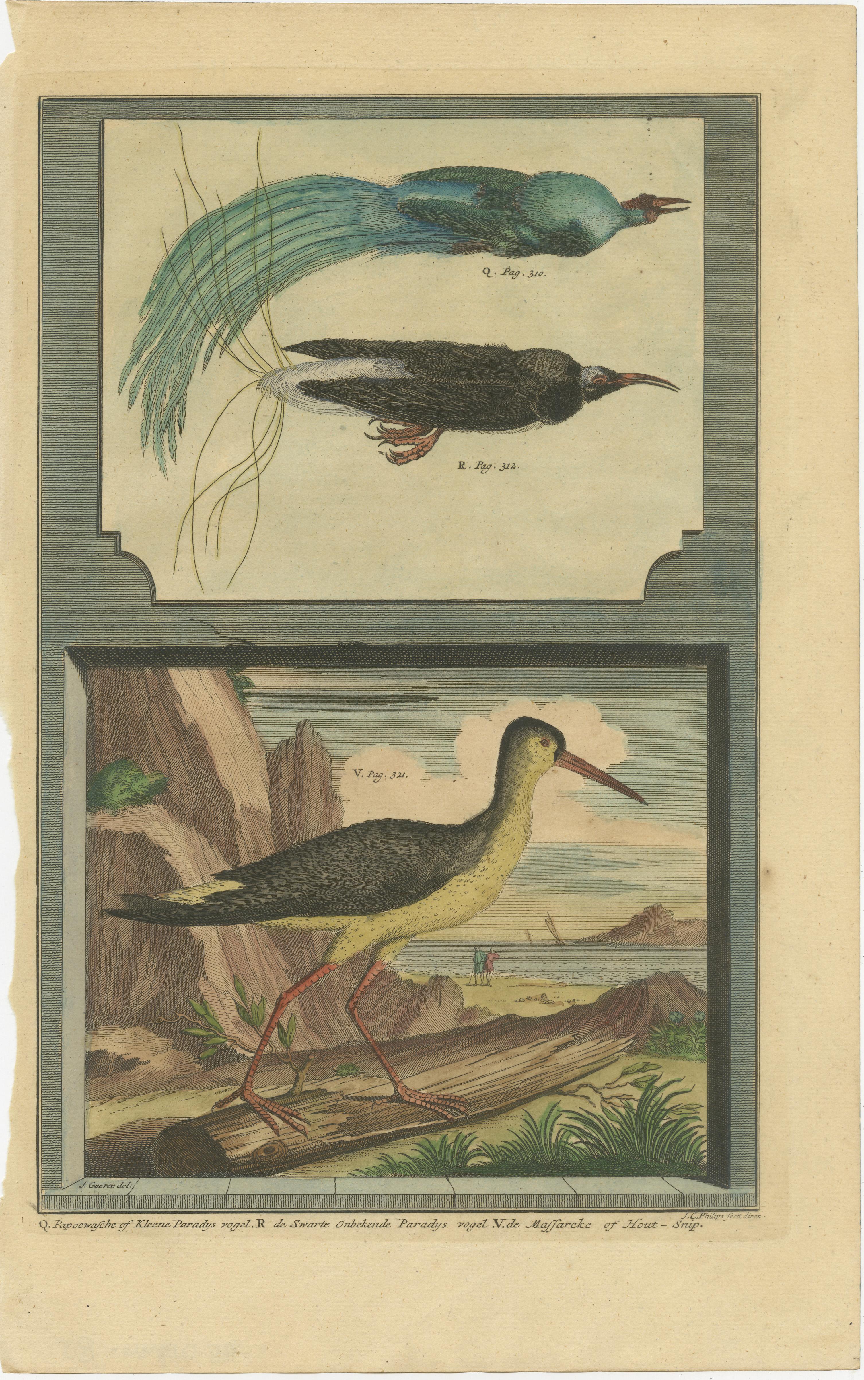 Antique print titled 'Q. Papoewasche of Kleene Paradijs Vogel (..)'. This print depicts birds of paradise and the Eurasian woodcock (Scolopax rusticola), native to South East Asia/Indonesia. This print originates from 'Oud en Nieuw Oost-Indiën' by