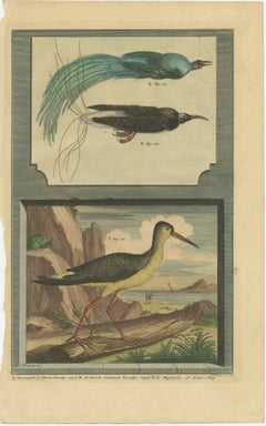 Colored Print of Birds of Paradise and the Eurasian Woodcock