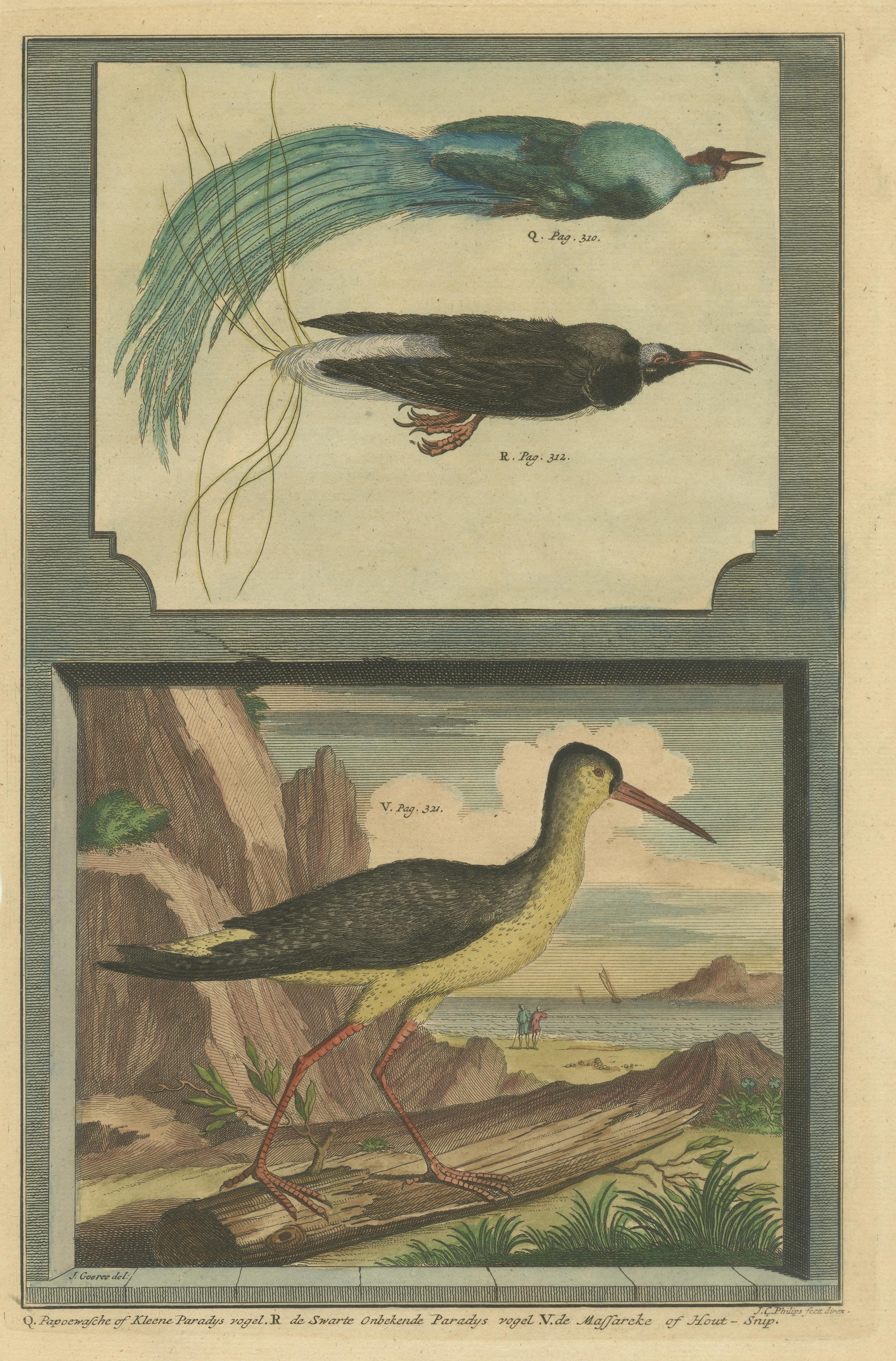 Colored Print of Birds of Paradise and the Eurasian Woodcock In Good Condition For Sale In Langweer, NL