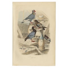 Colorful Decorative Antique Print of Pigeons, 1854