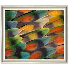 Colorful Feather Print