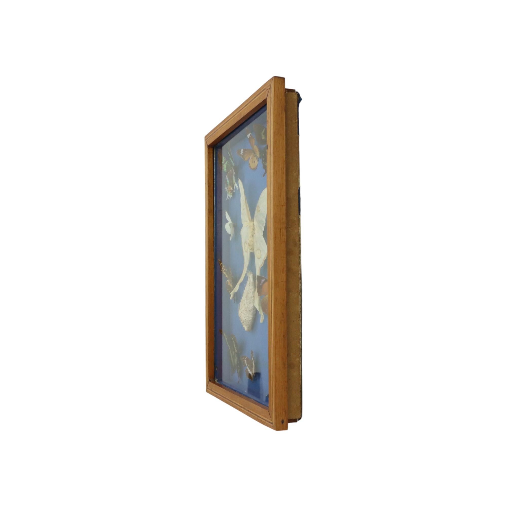 Colorful Framed Butterflies Taxidermy Mounted Insect Display 9 Pieces For Sale 4
