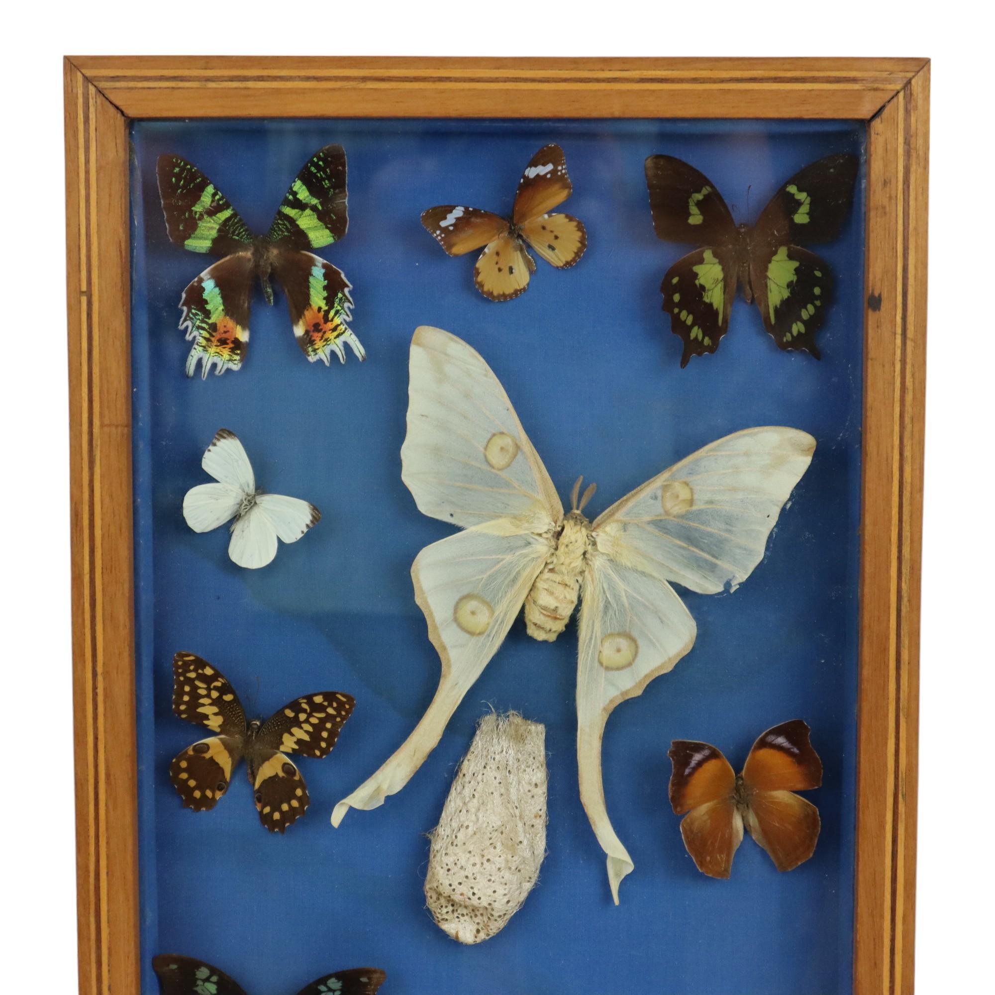 Collection of framed and dried colorful butterflies, 12 pieces in total, nice collection in wooden box with glass, second half of the 20th century.

The collection contains various butterflies, including several pages, and also a large Indian moon