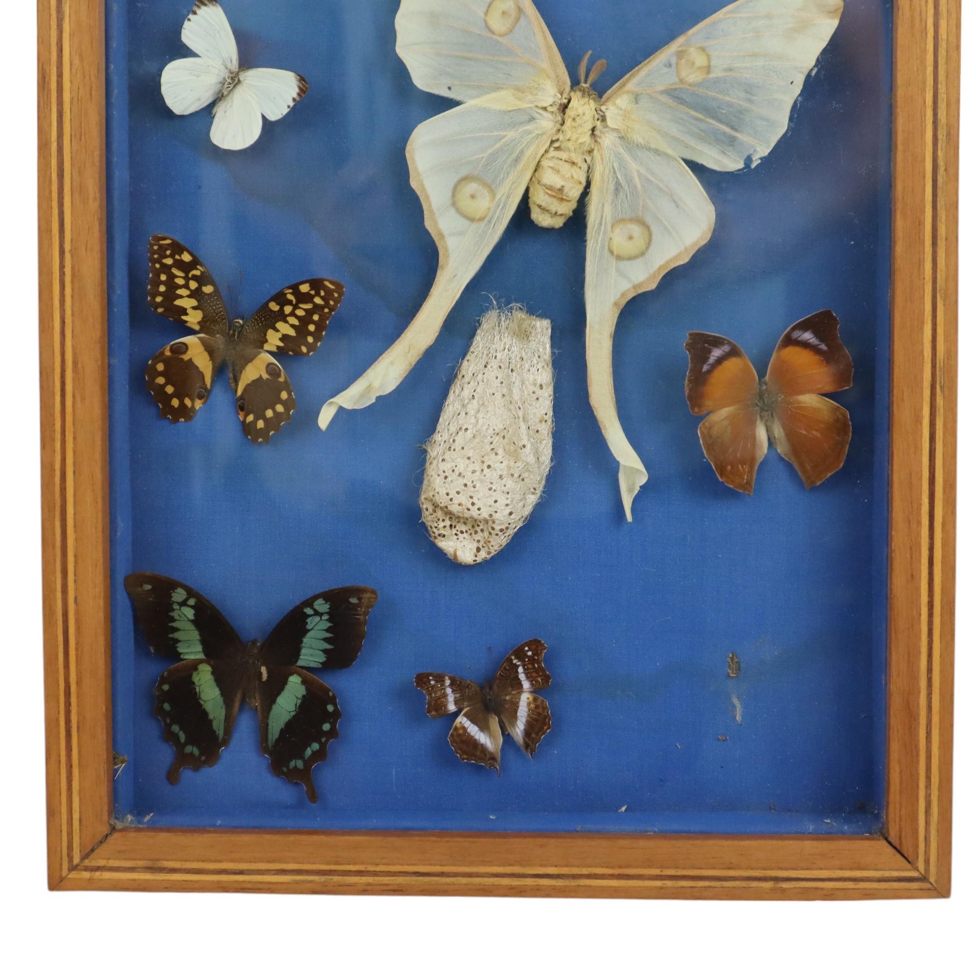 European Colorful Framed Butterflies Taxidermy Mounted Insect Display 9 Pieces For Sale