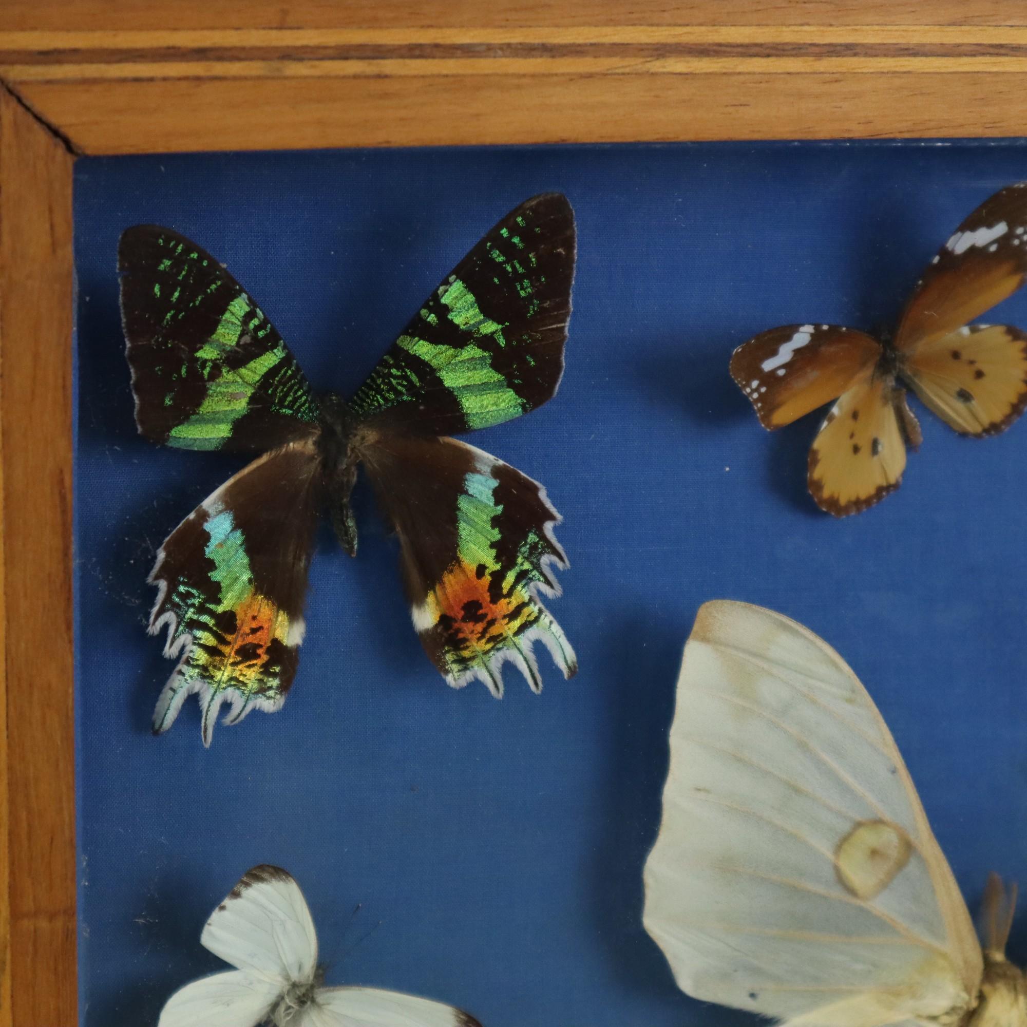 Colorful Framed Butterflies Taxidermy Mounted Insect Display 9 Pieces In Good Condition For Sale In Poperinge, BE