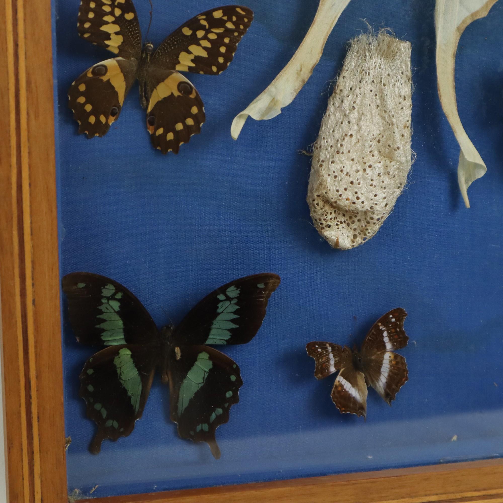 Glass Colorful Framed Butterflies Taxidermy Mounted Insect Display 9 Pieces For Sale