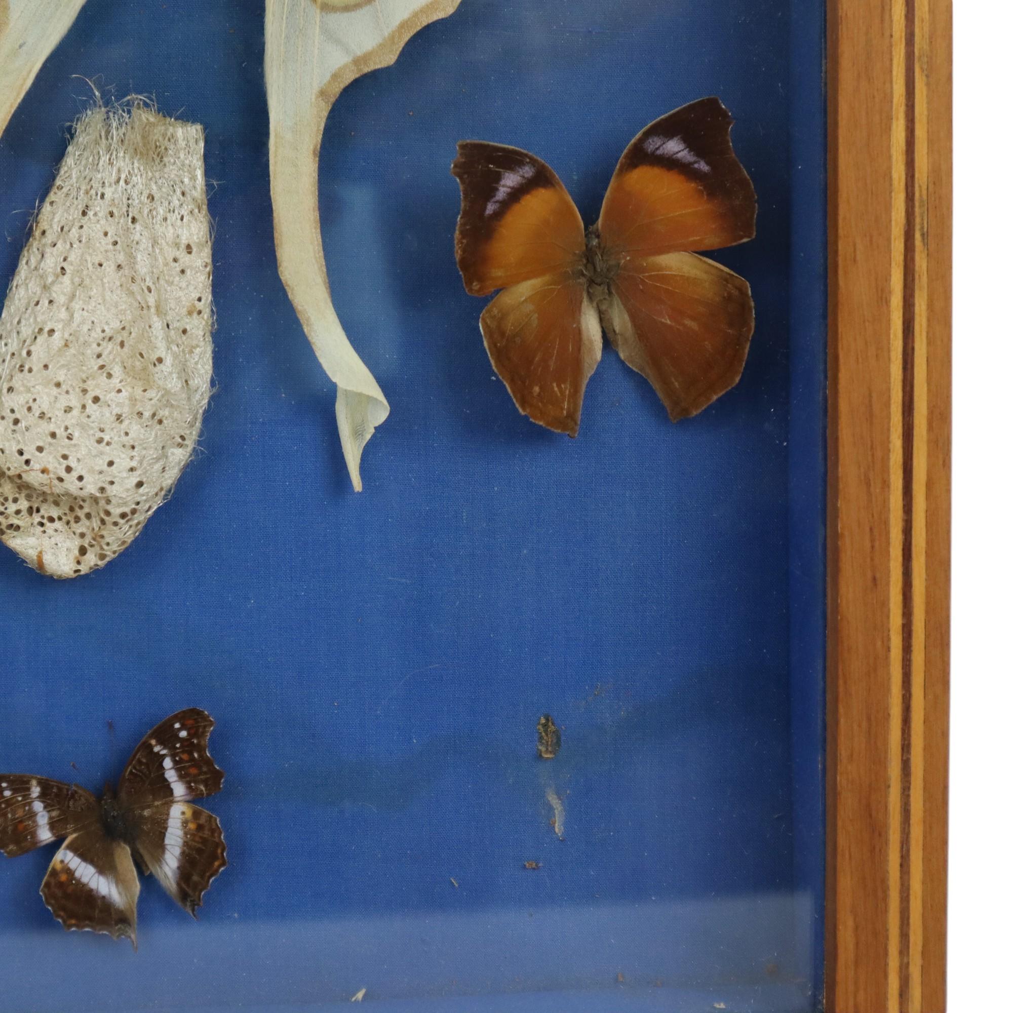 Colorful Framed Butterflies Taxidermy Mounted Insect Display 9 Pieces For Sale 1