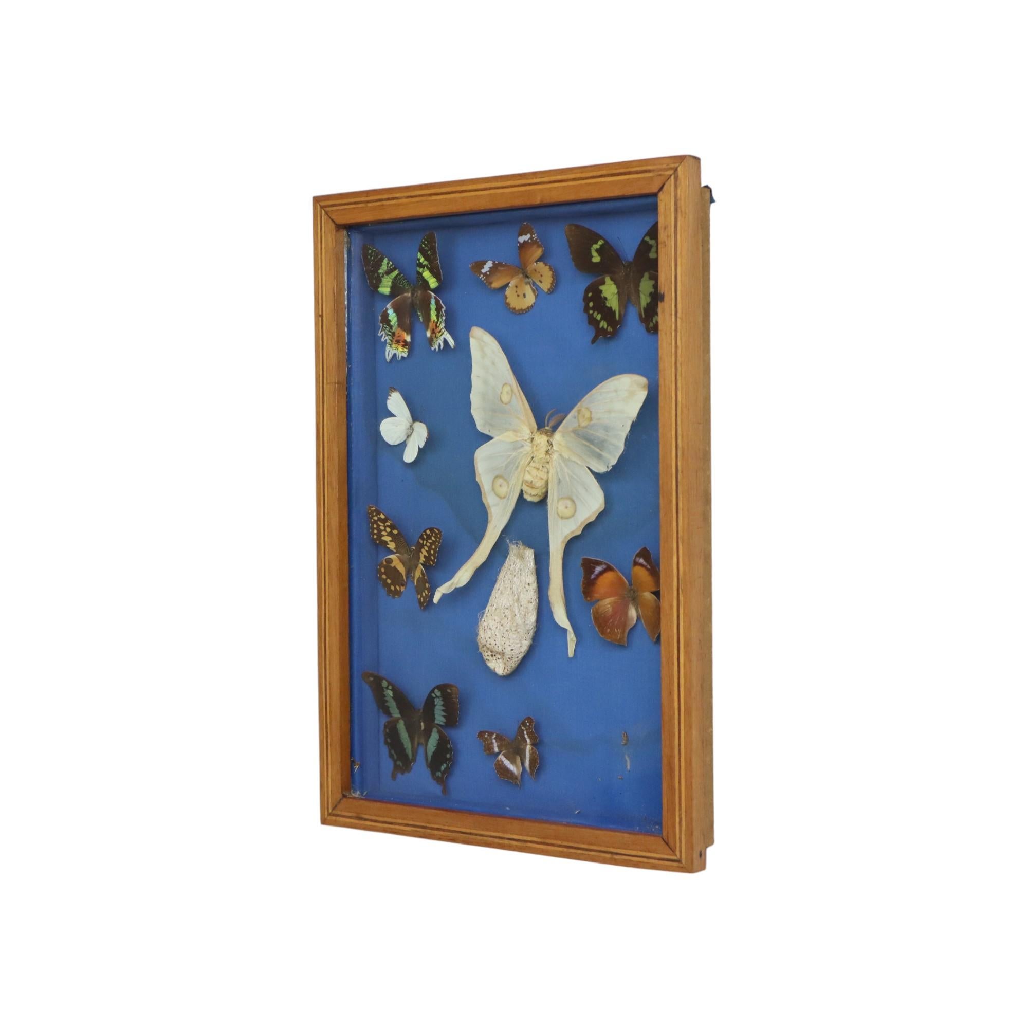 Colorful Framed Butterflies Taxidermy Mounted Insect Display 9 Pieces For Sale 2