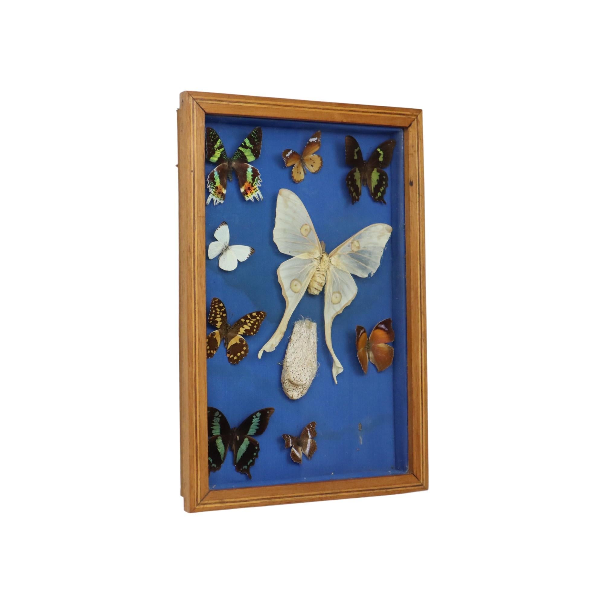 Colorful Framed Butterflies Taxidermy Mounted Insect Display 9 Pieces For Sale 3