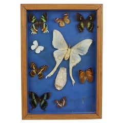 Mariposas Coloridas Enmarcadas Taxidermia Montada Insectos 9 Piezas