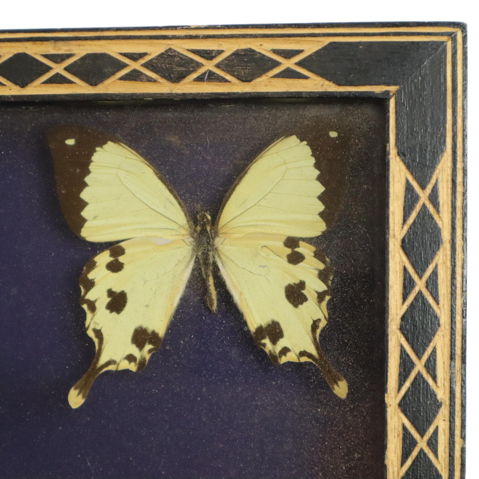 Colorful Framed Tropical Butterflies Taxidermy Mounted Insect Display 6 Pieces 3 For Sale 4