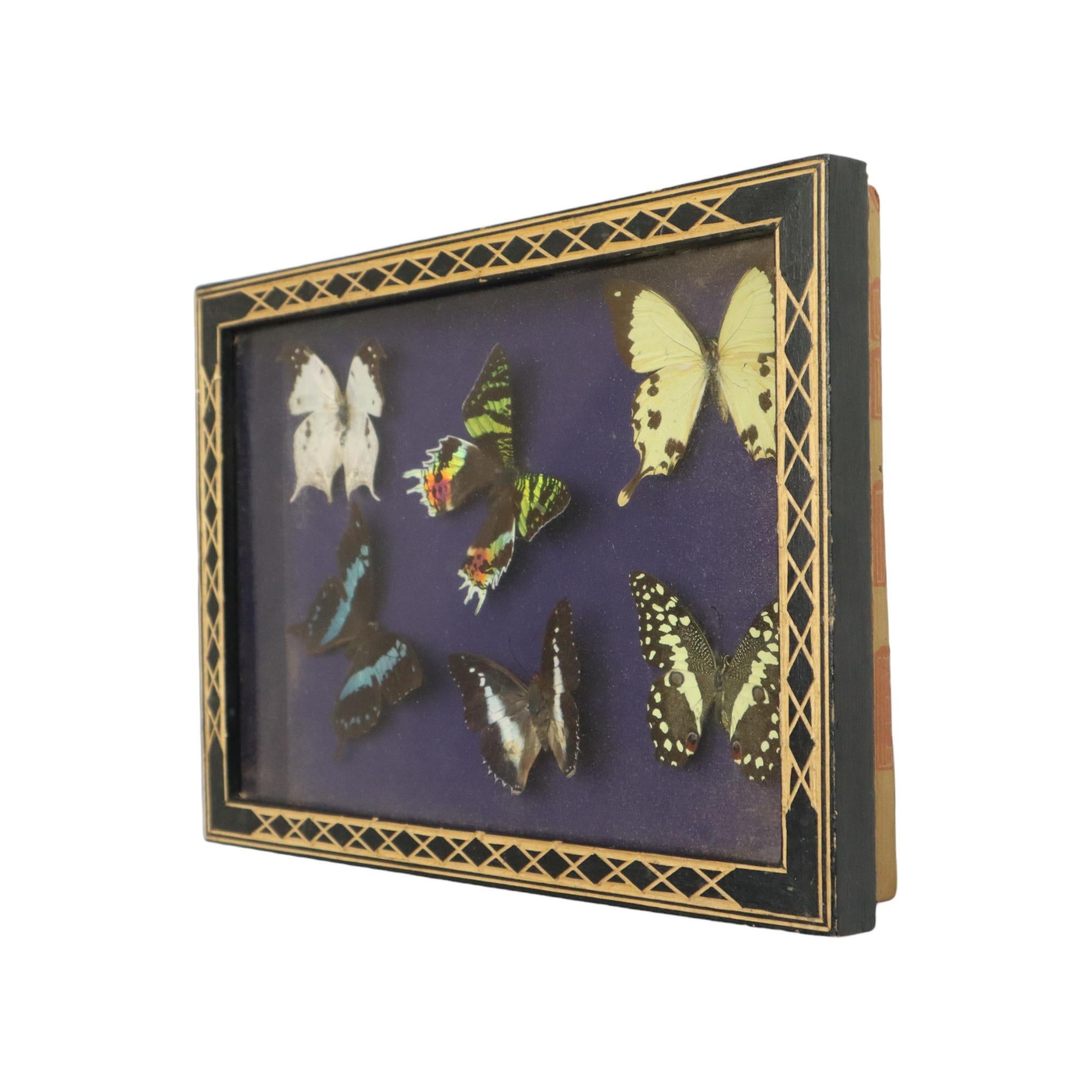 Collection of framed and dried colorful butterflies, 6 pieces in total, nice collection in wooden box with glass, the black frame is decorated with carved patterns, second half of the 20th century.

The collection includes 3 butterflies from
