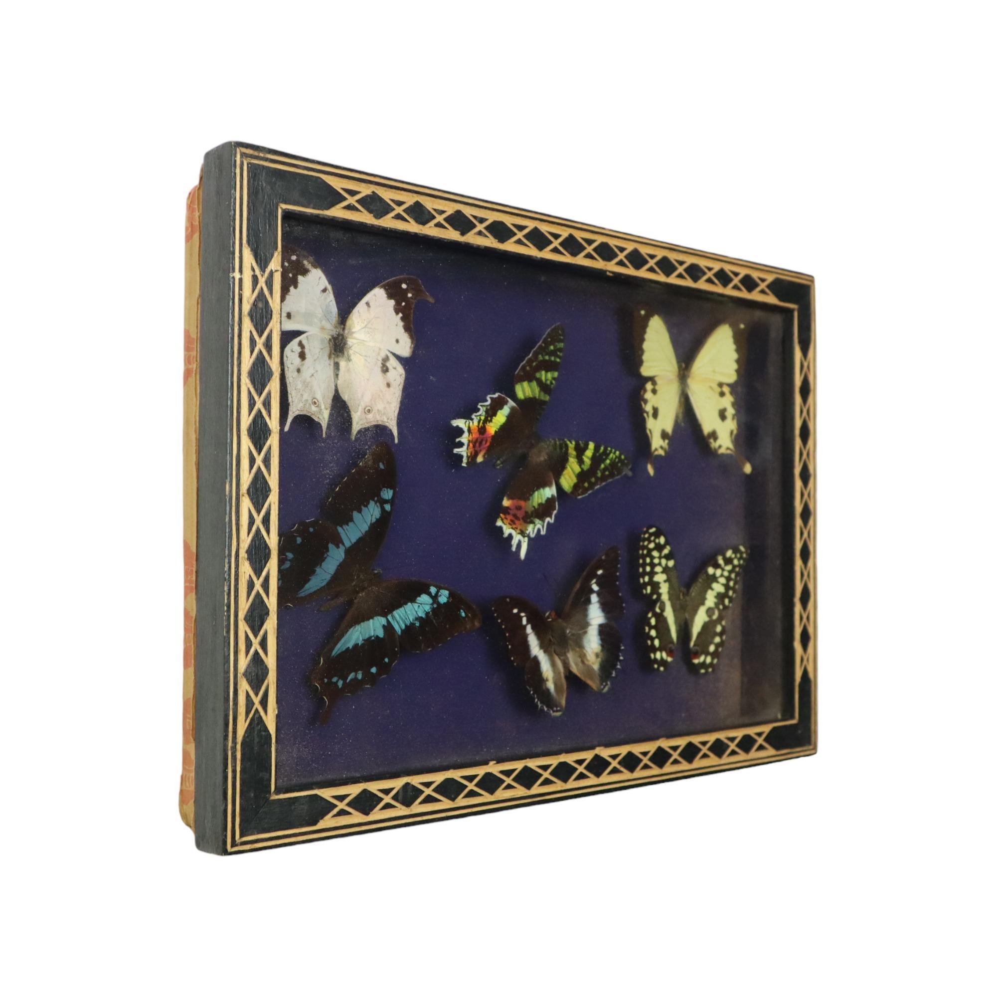 European Colorful Framed Tropical Butterflies Taxidermy Mounted Insect Display 6 Pieces 3 For Sale