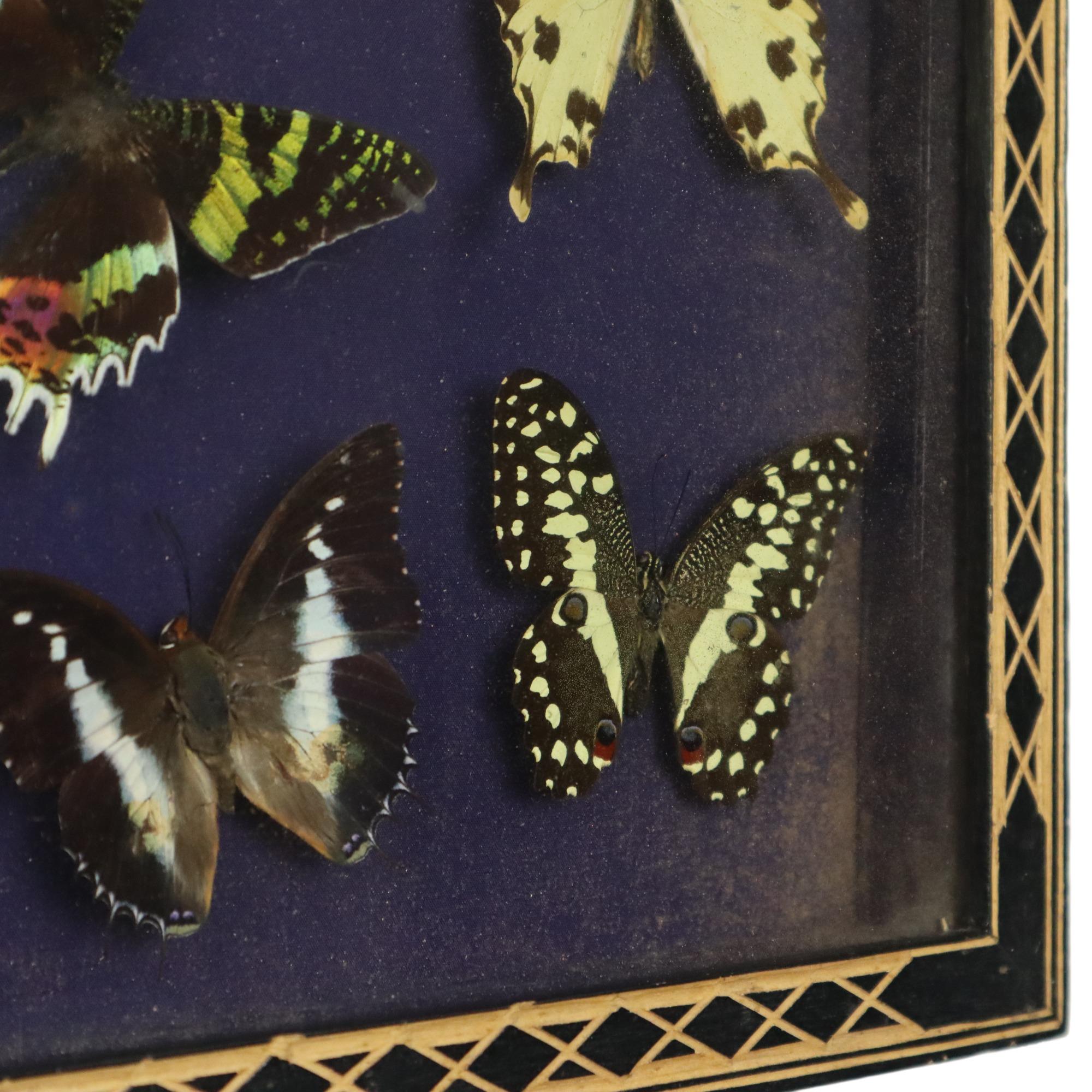 Colorful Framed Tropical Butterflies Taxidermy Mounted Insect Display 6 Pieces 3 In Good Condition For Sale In Poperinge, BE