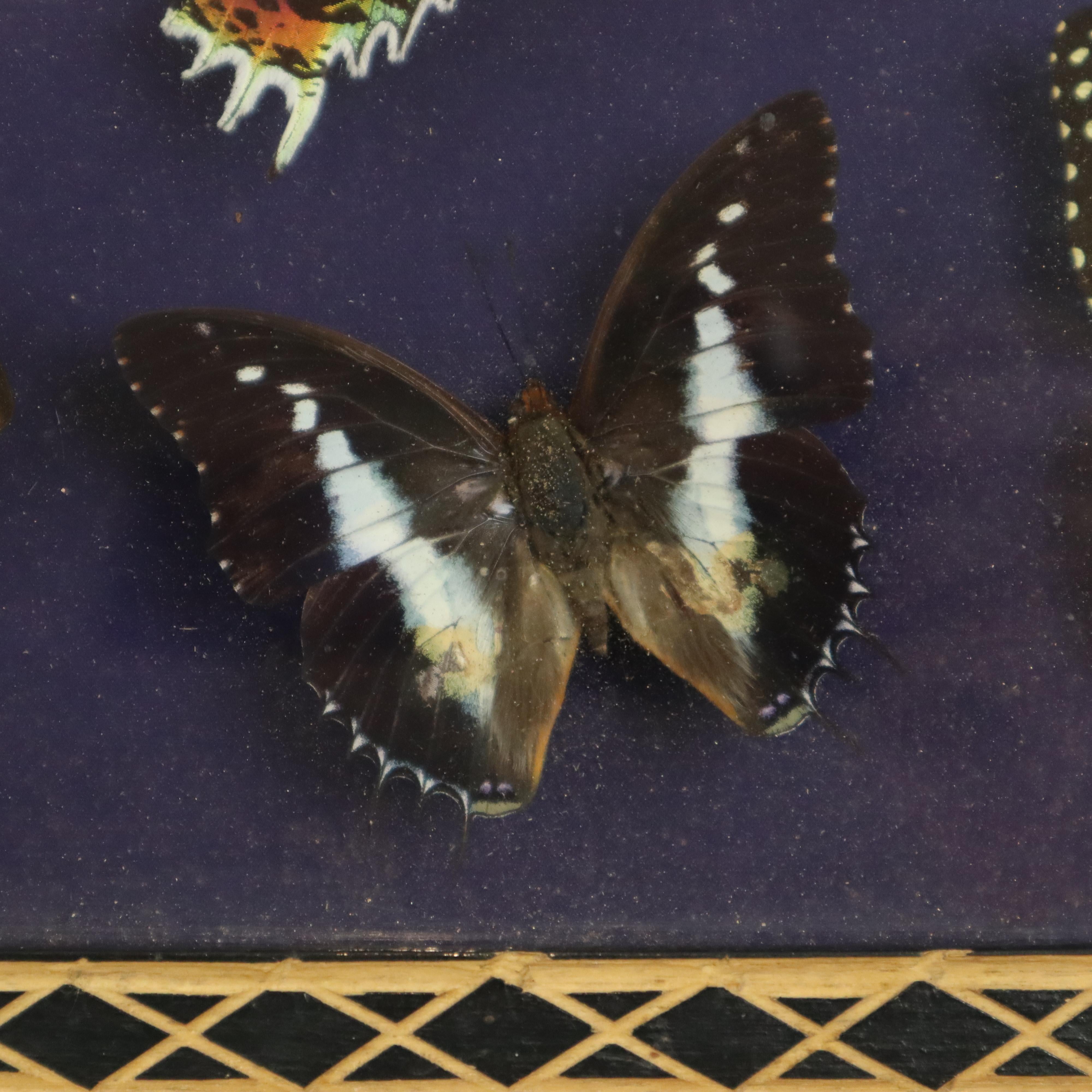 Late 20th Century Colorful Framed Tropical Butterflies Taxidermy Mounted Insect Display 6 Pieces 3 For Sale