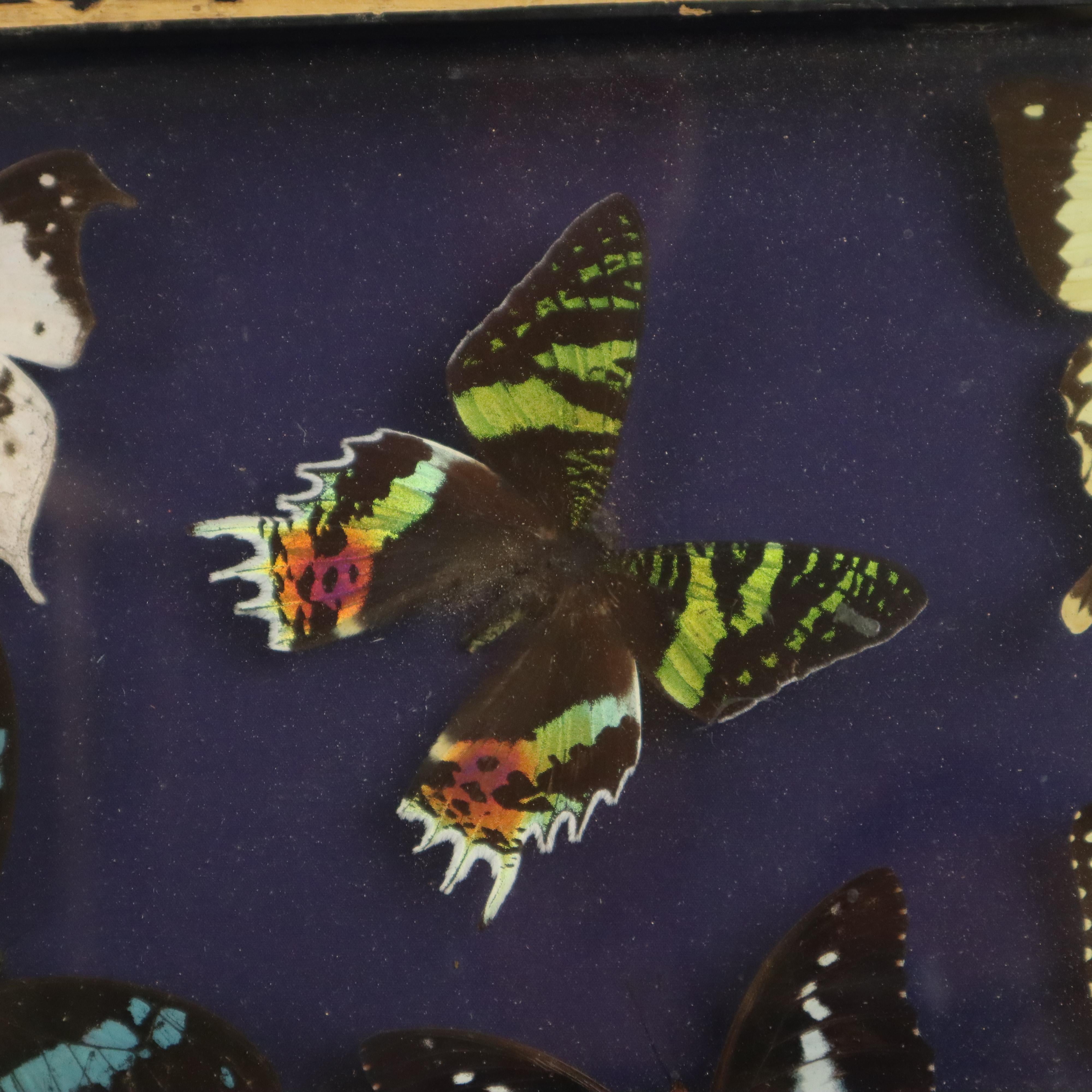 Glass Colorful Framed Tropical Butterflies Taxidermy Mounted Insect Display 6 Pieces 3 For Sale
