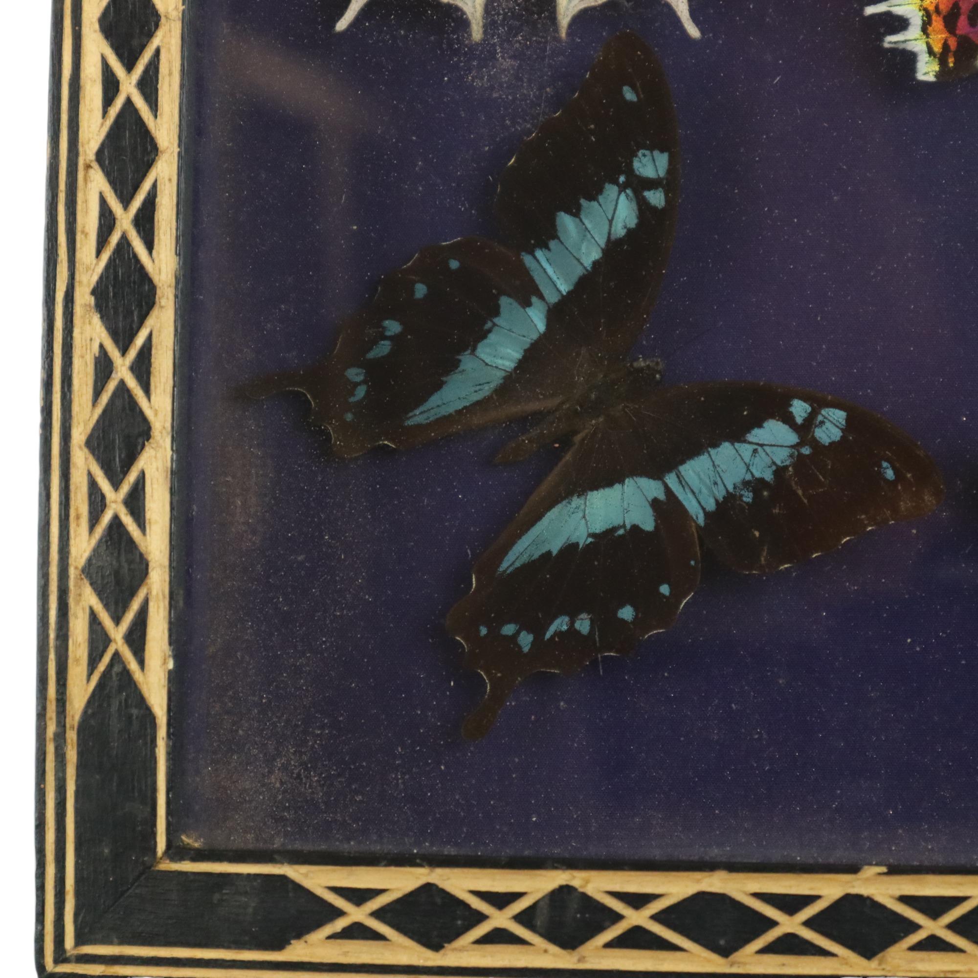 Colorful Framed Tropical Butterflies Taxidermy Mounted Insect Display 6 Pieces 3 For Sale 2