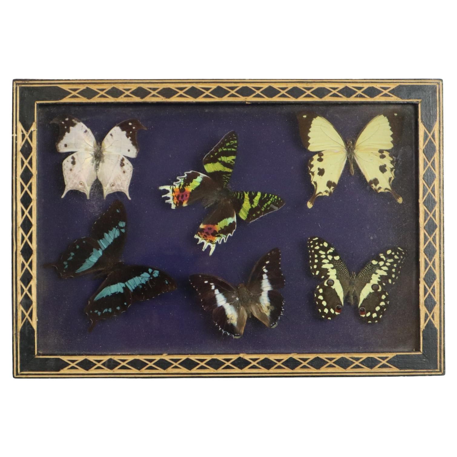 Colorful Framed Tropical Butterflies Taxidermy Mounted Insect Display 6 Pieces 3