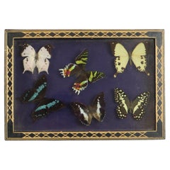 Colorful Framed Tropical Butterflies Taxidermy Mounted Insect Display 6 Pieces 3