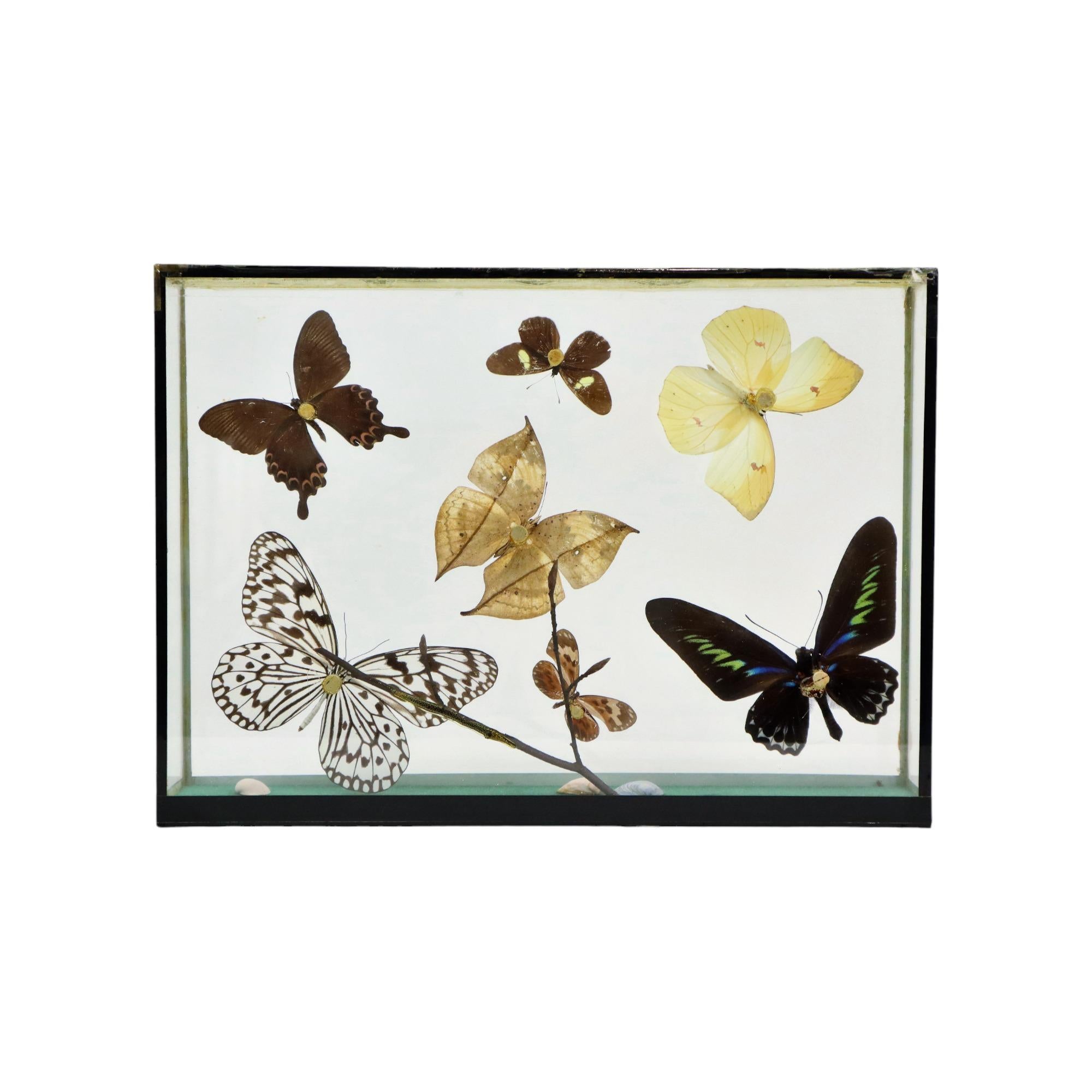 Colorful Framed Tropical Butterflies Taxidermy Mounted Insect Display 7 Pieces For Sale 4