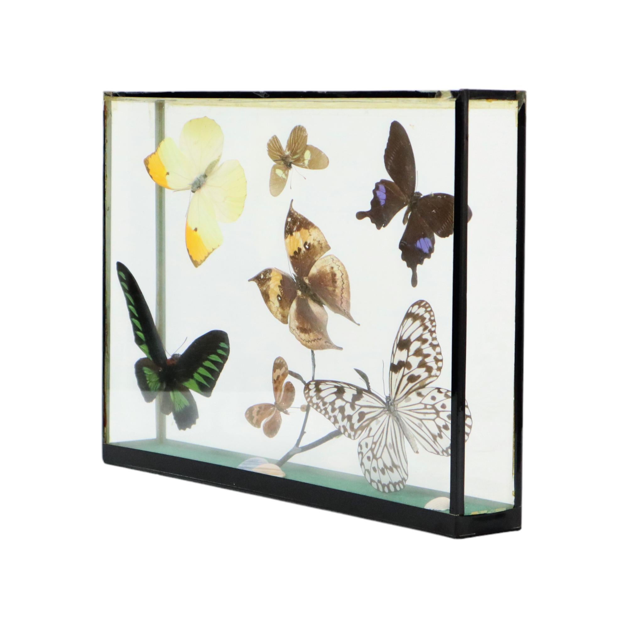 European Colorful Framed Tropical Butterflies Taxidermy Mounted Insect Display 7 Pieces For Sale