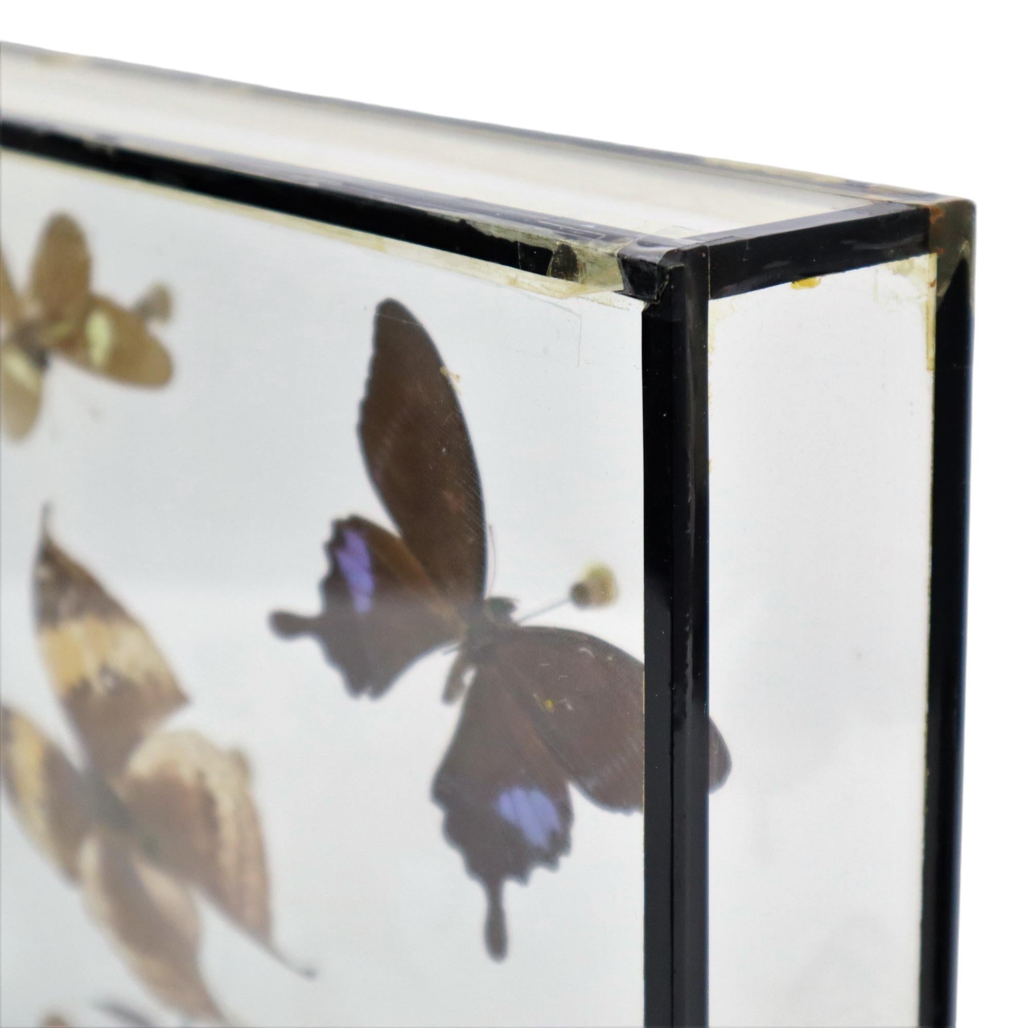Colorful Framed Tropical Butterflies Taxidermy Mounted Insect Display 7 Pieces In Good Condition For Sale In Poperinge, BE