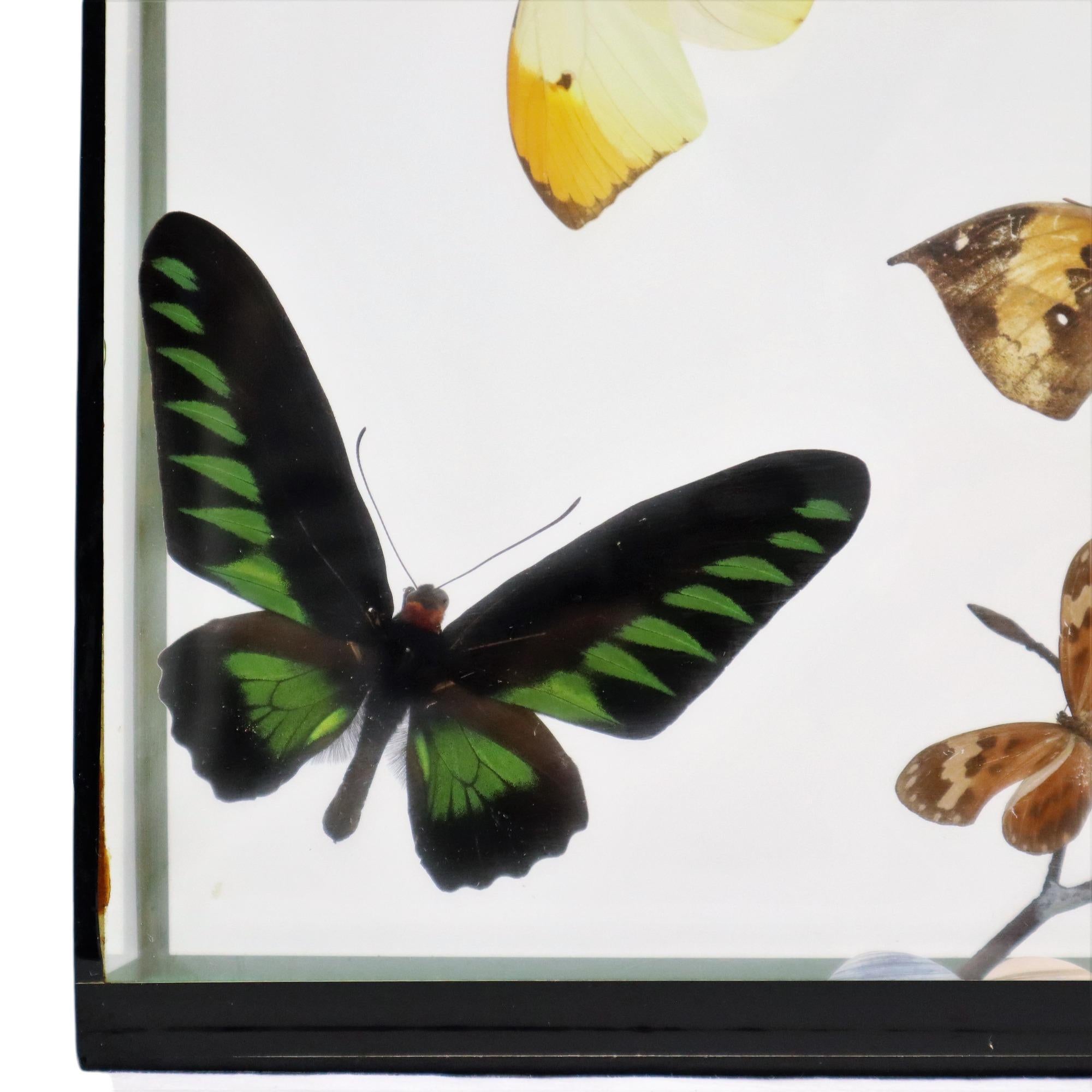 Glass Colorful Framed Tropical Butterflies Taxidermy Mounted Insect Display 7 Pieces For Sale