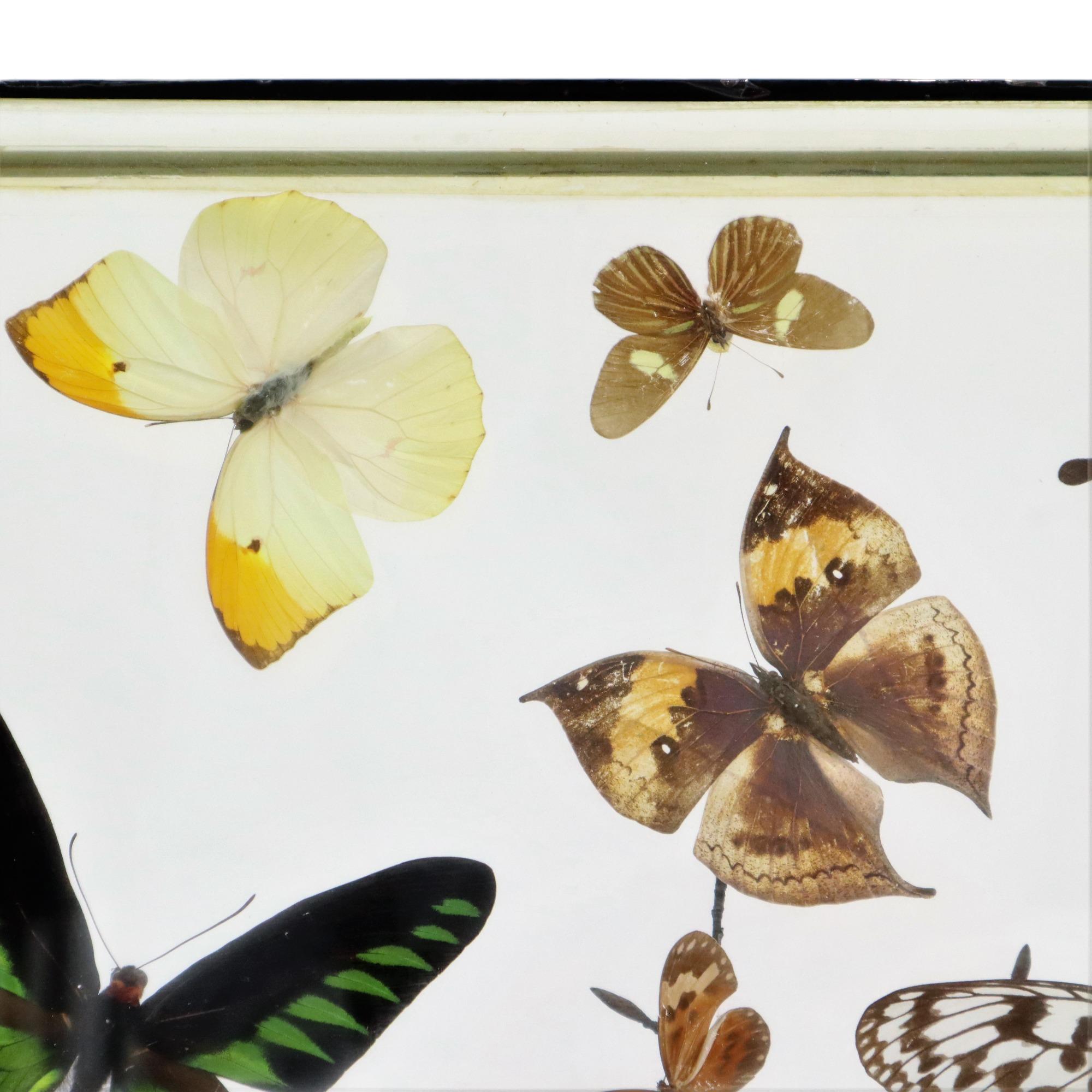 Colorful Framed Tropical Butterflies Taxidermy Mounted Insect Display 7 Pieces For Sale 1