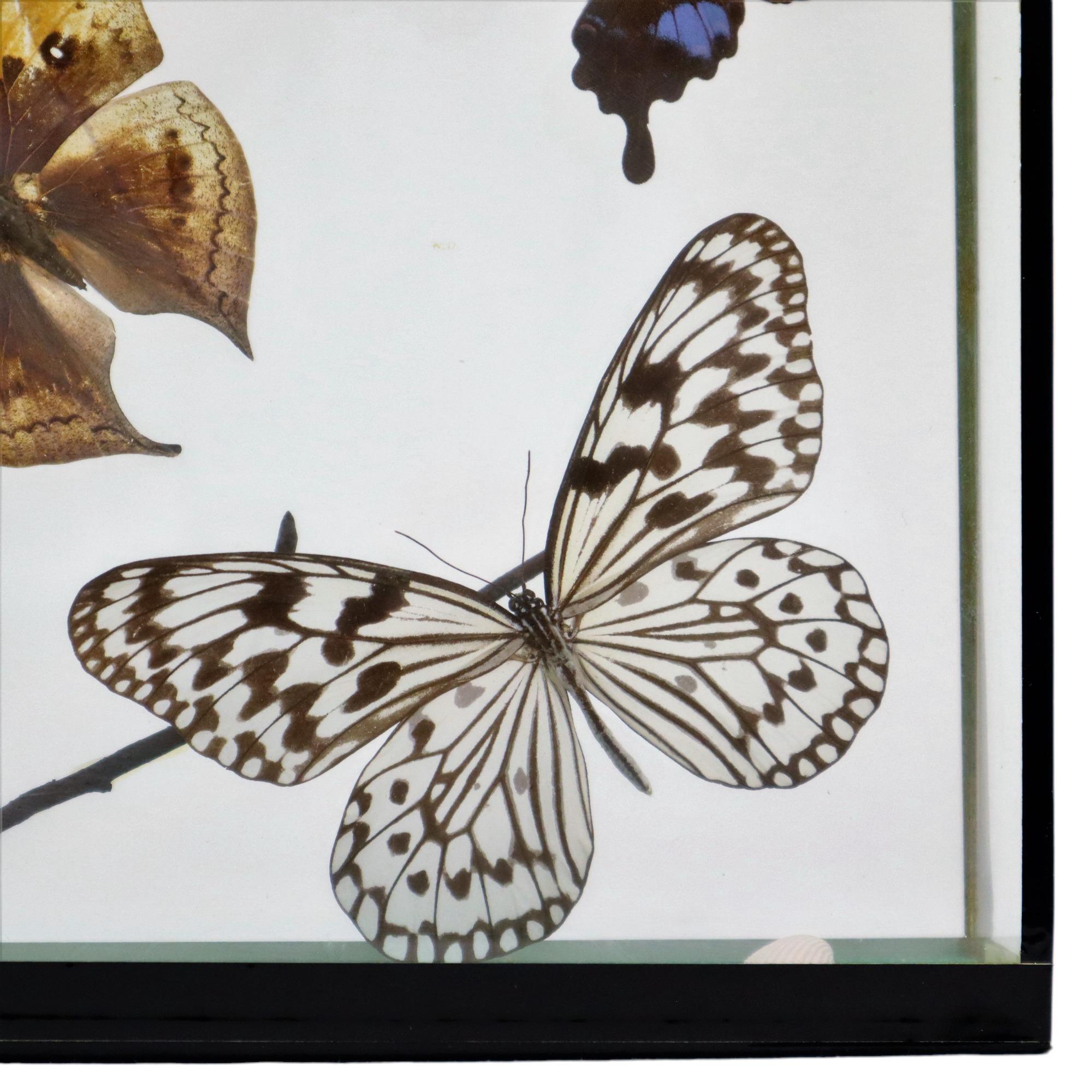 Colorful Framed Tropical Butterflies Taxidermy Mounted Insect Display 7 Pieces For Sale 2
