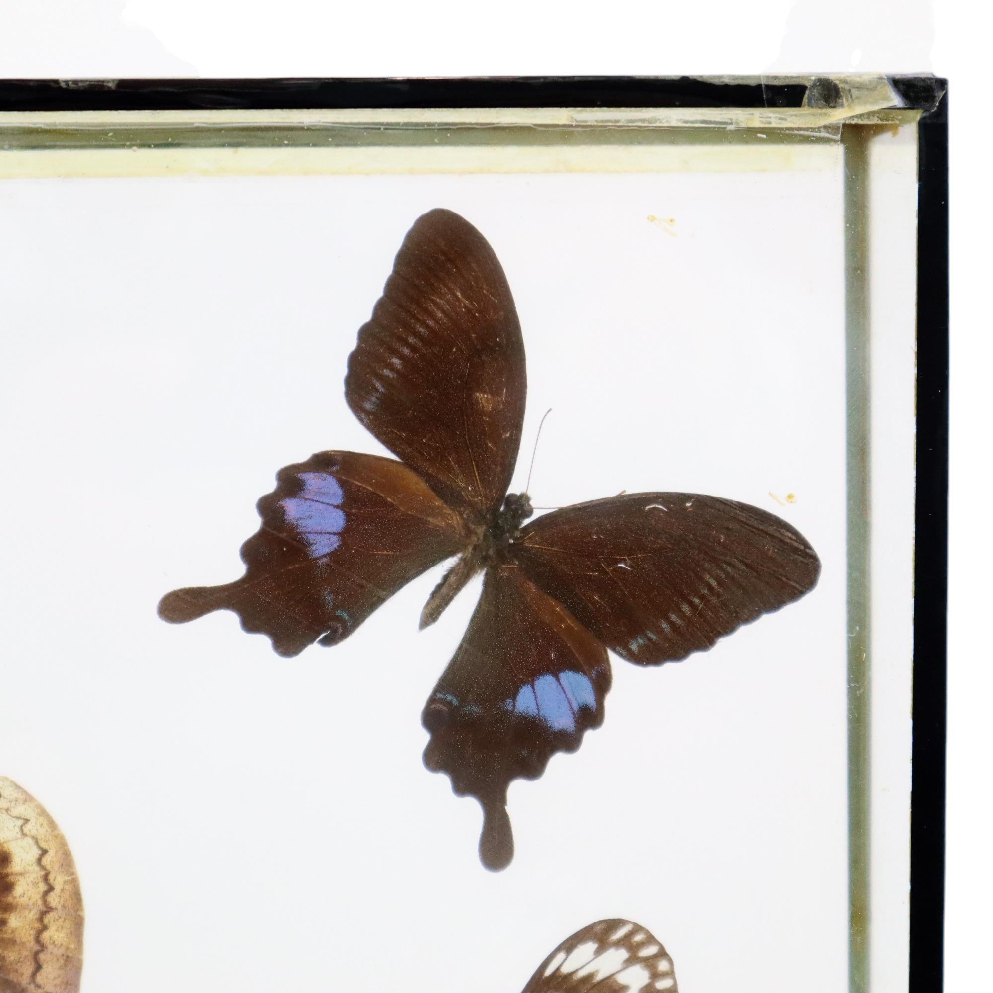 Colorful Framed Tropical Butterflies Taxidermy Mounted Insect Display 7 Pieces For Sale 3