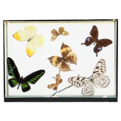Colorful Framed Tropical Butterflies Taxidermy Mounted Insect Display 7 Pieces