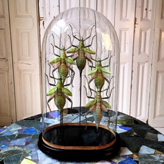 Colorful Insects Under Antique Glass Dome
