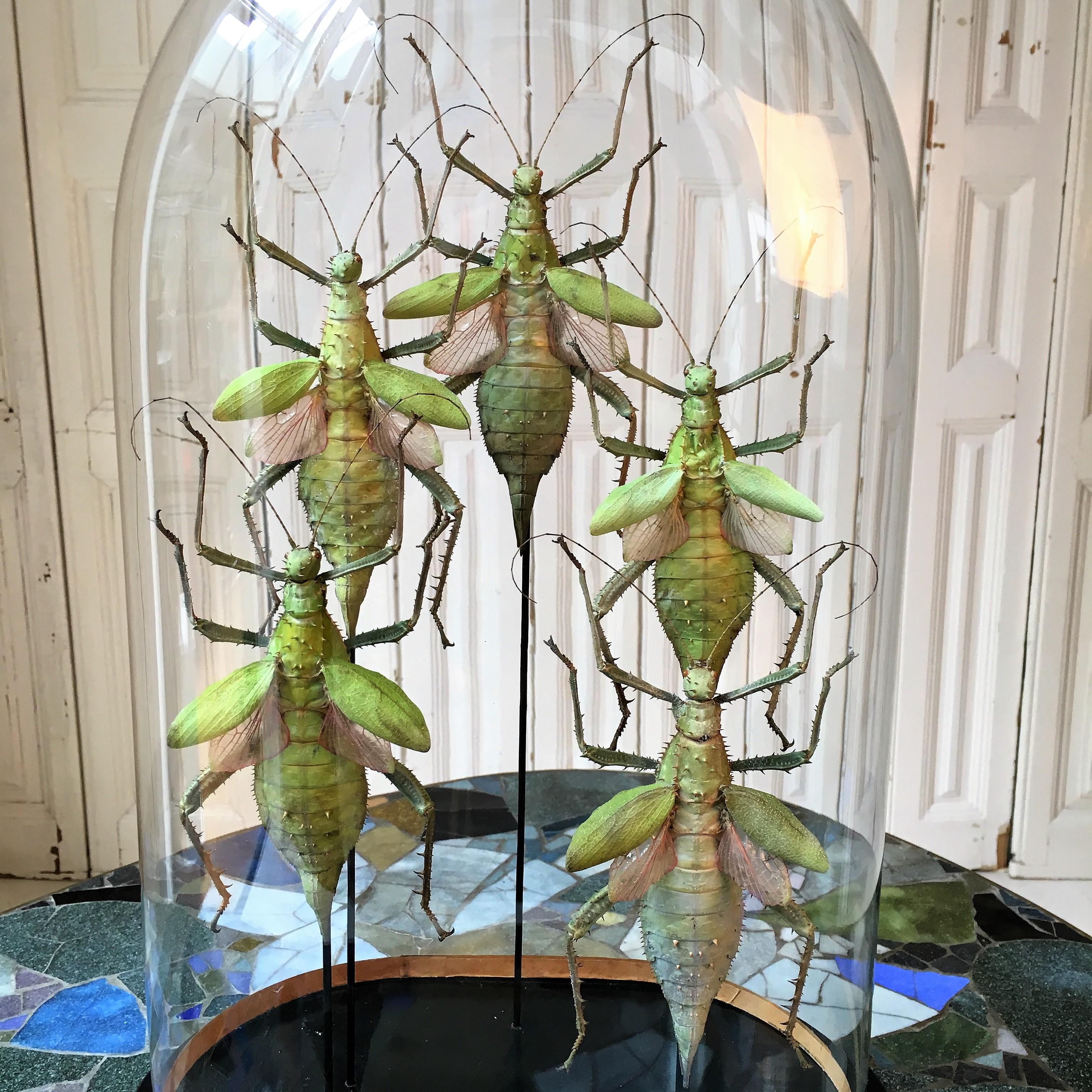 Organic Modern Colorful Insects Under Antique Glass Dome For Sale