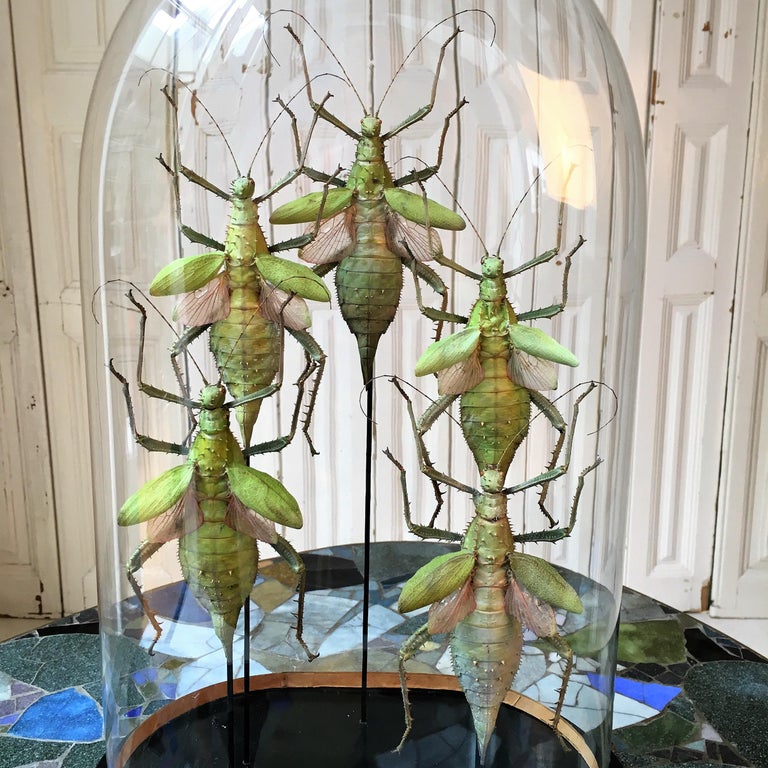 Colorful Insects Under Antique Glass Dome For Sale at 1stDibs