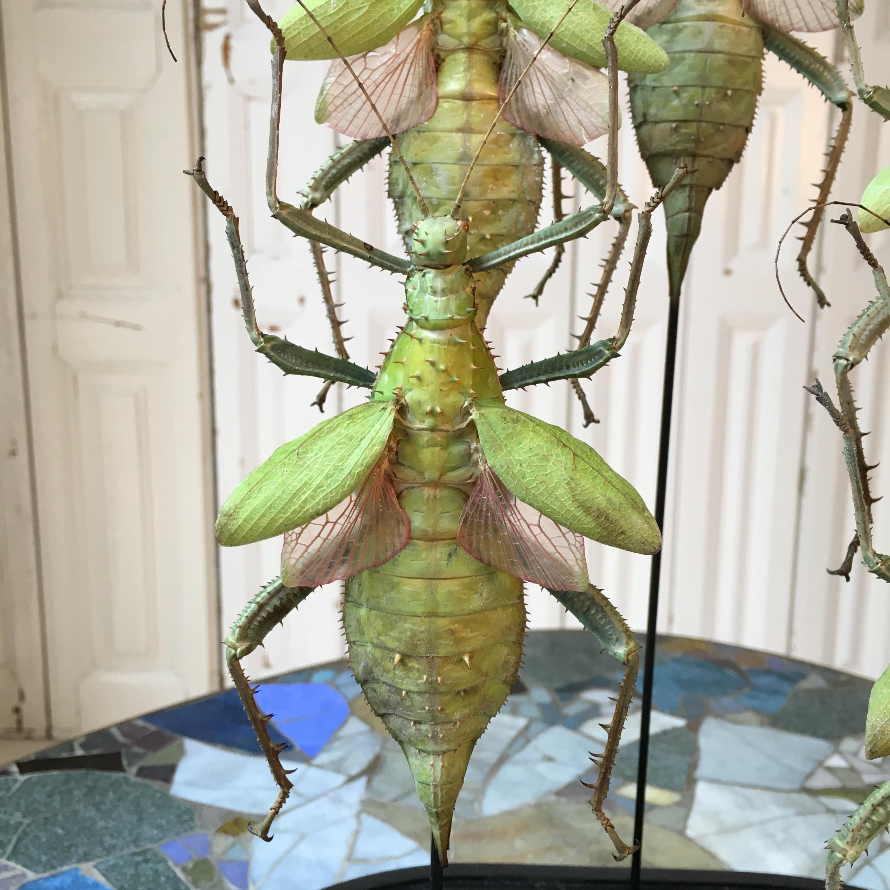 20th Century Colorful Insects Under Antique Glass Dome For Sale