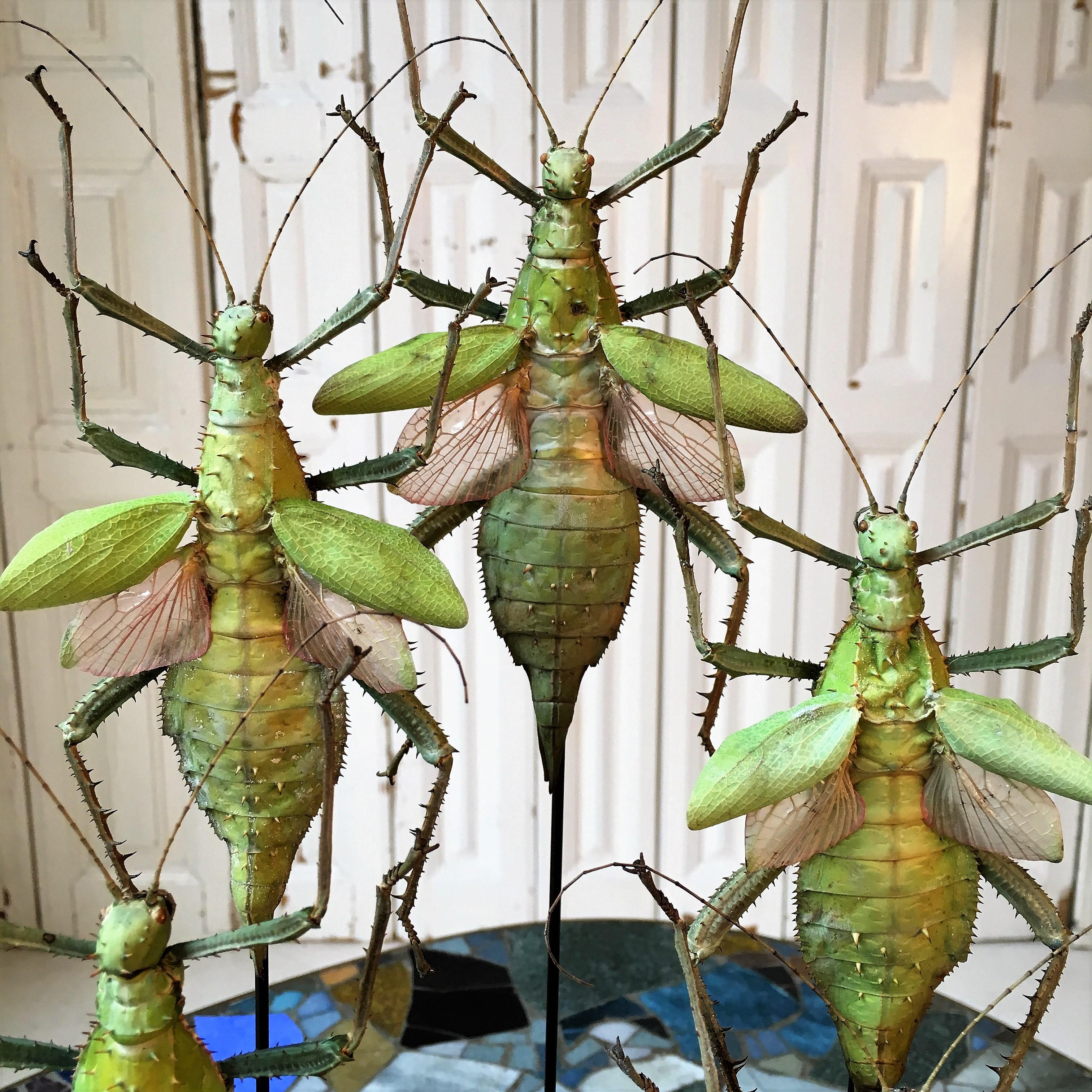 Colorful Insects Under Antique Glass Dome For Sale 1