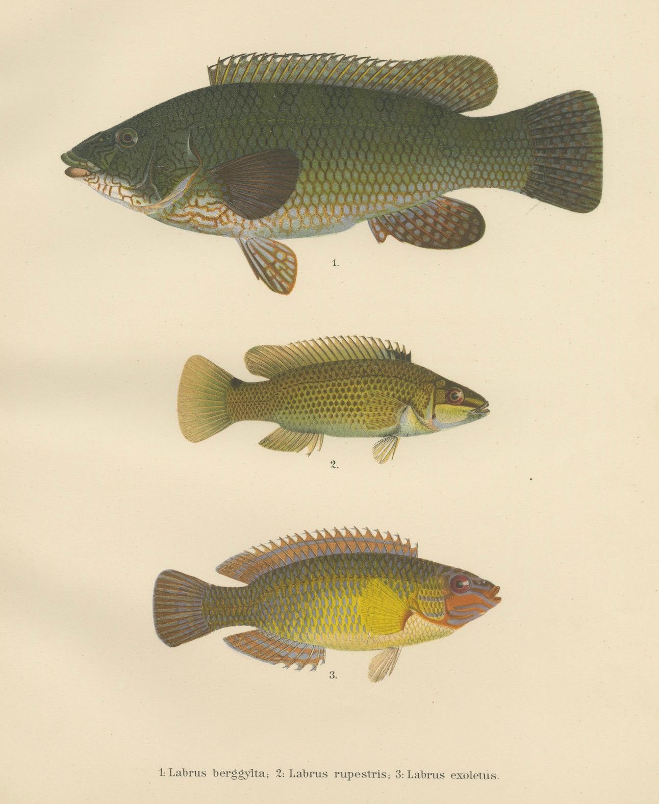 Buntes skandinavisches Wrasse Trio - Atemberaubende Fischlithographie aus dem 19.  

Diese bezaubernde Lithografie aus dem 19. Jahrhundert zeigt drei lebhafte skandinavische Lippfischarten, die mit viel Liebe zum Detail illustriert sind. Der Druck,