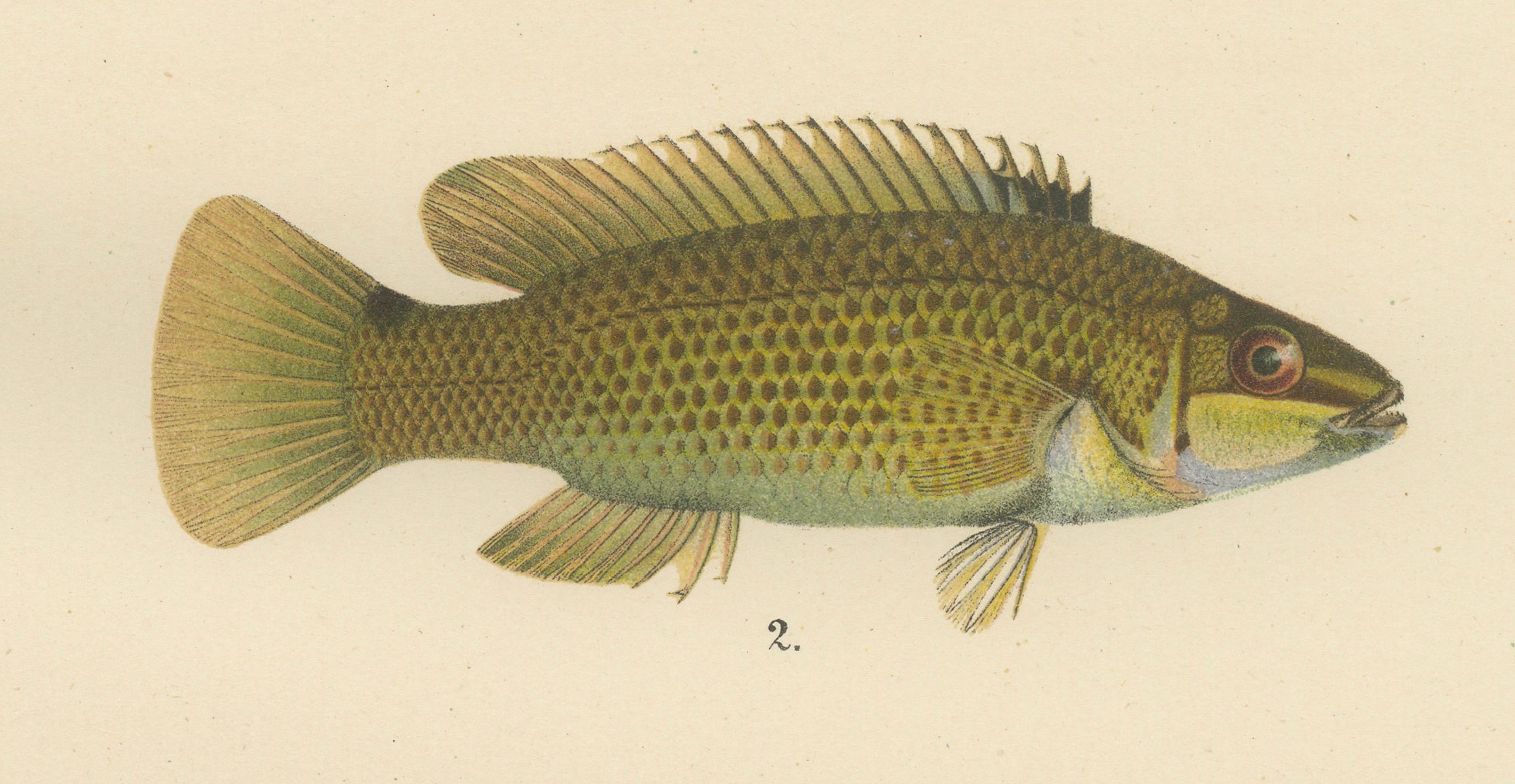 Colorful Scandinavian Wrasse Trio – atemberaubende handkolorierte Fischlithographie mit Fischmotiven, 1895 im Zustand „Gut“ im Angebot in Langweer, NL