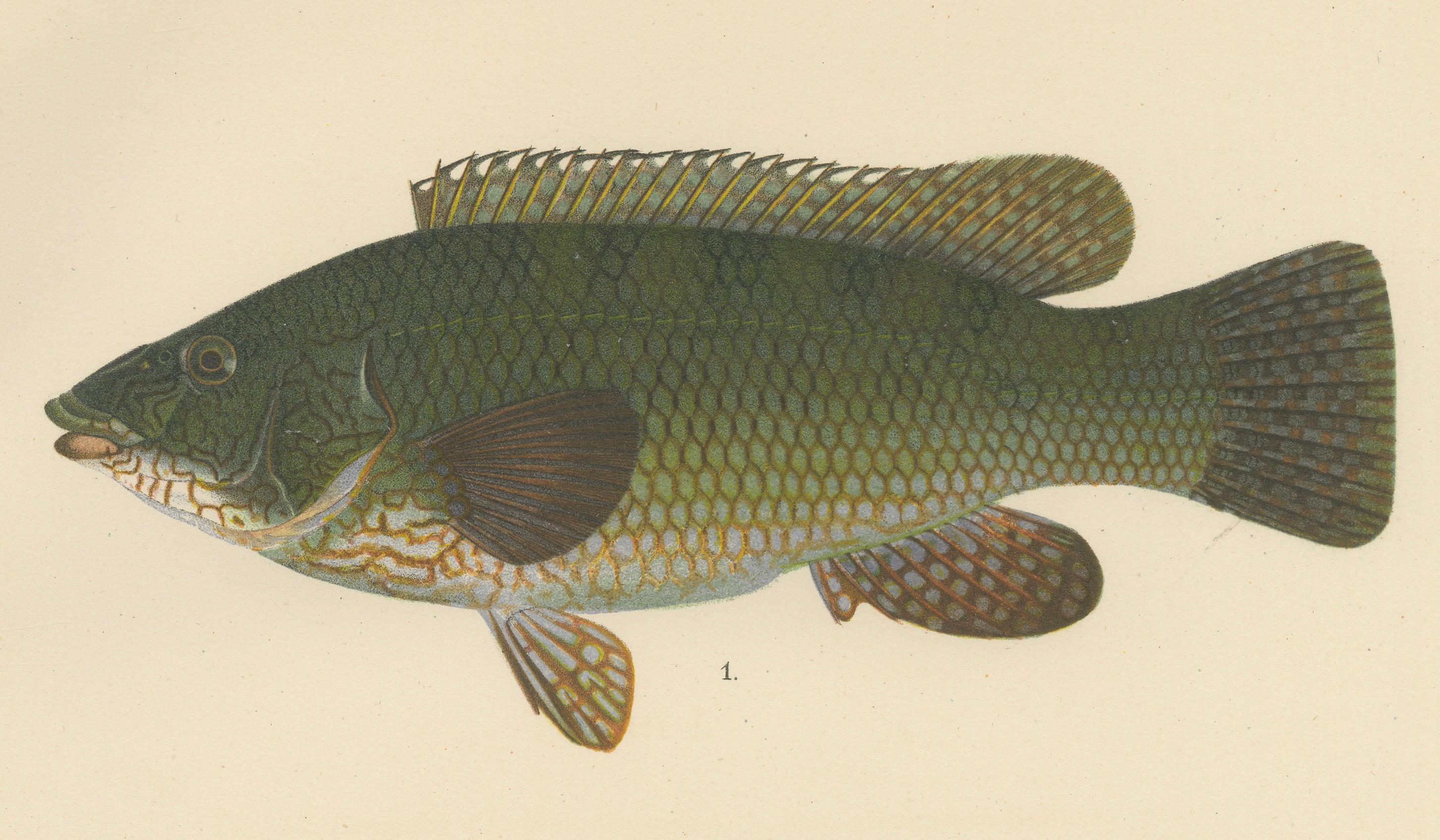 Colorful Scandinavian Wrasse Trio – atemberaubende handkolorierte Fischlithographie mit Fischmotiven, 1895 (Spätes 19. Jahrhundert) im Angebot