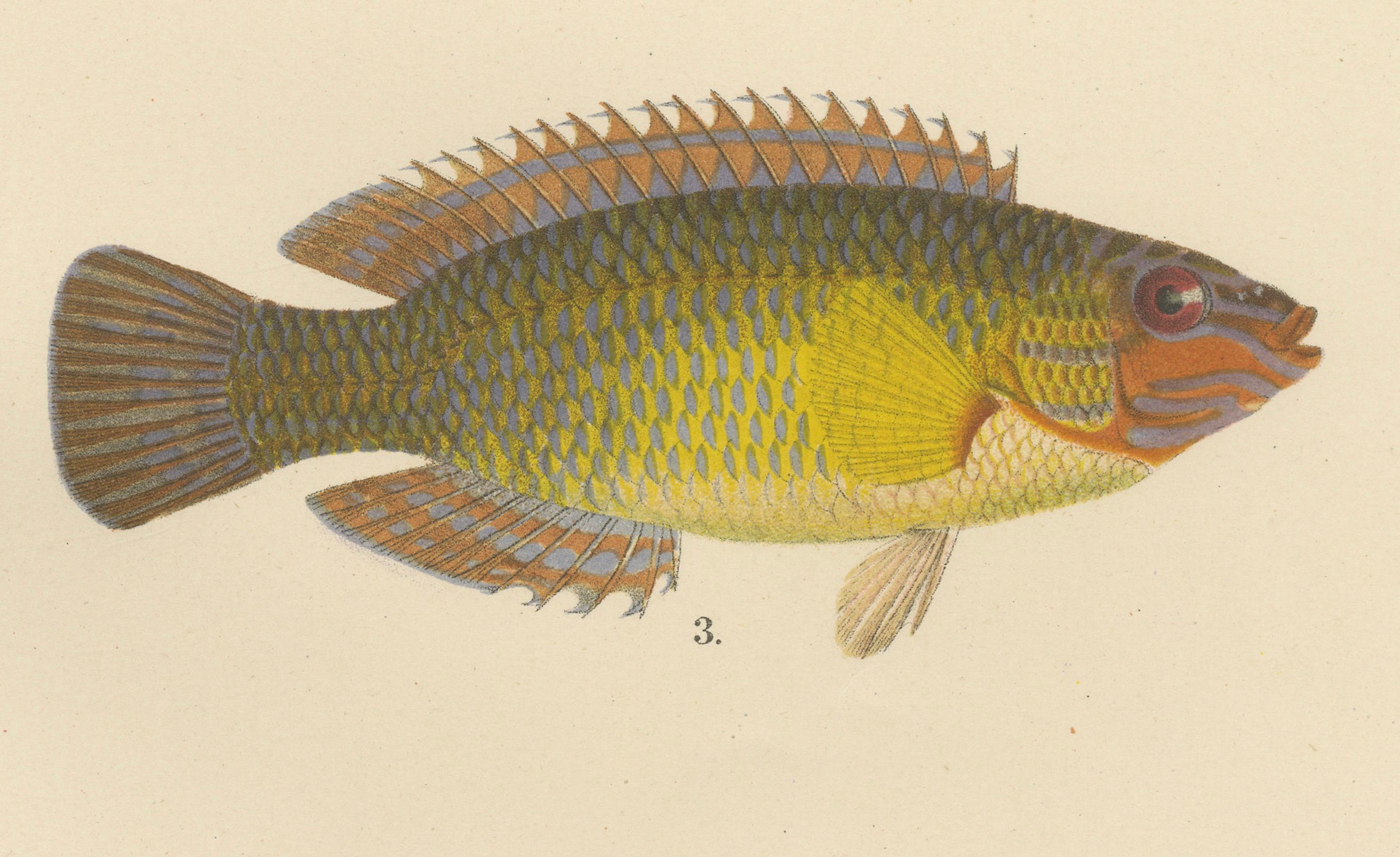 Colorful Scandinavian Wrasse Trio – atemberaubende handkolorierte Fischlithographie mit Fischmotiven, 1895 (Papier) im Angebot