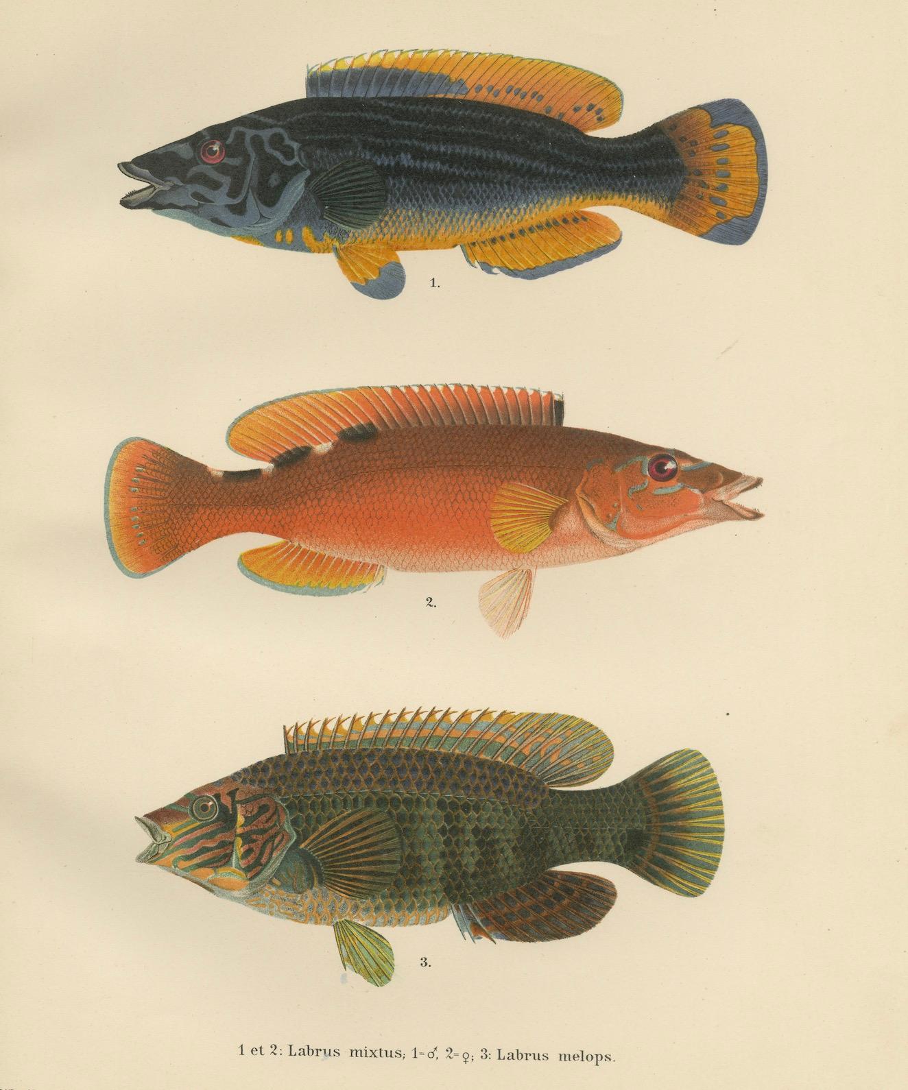 Colorful Wrasse Duo and Corkwing - Vibrant 19th Century Fish Lithograph