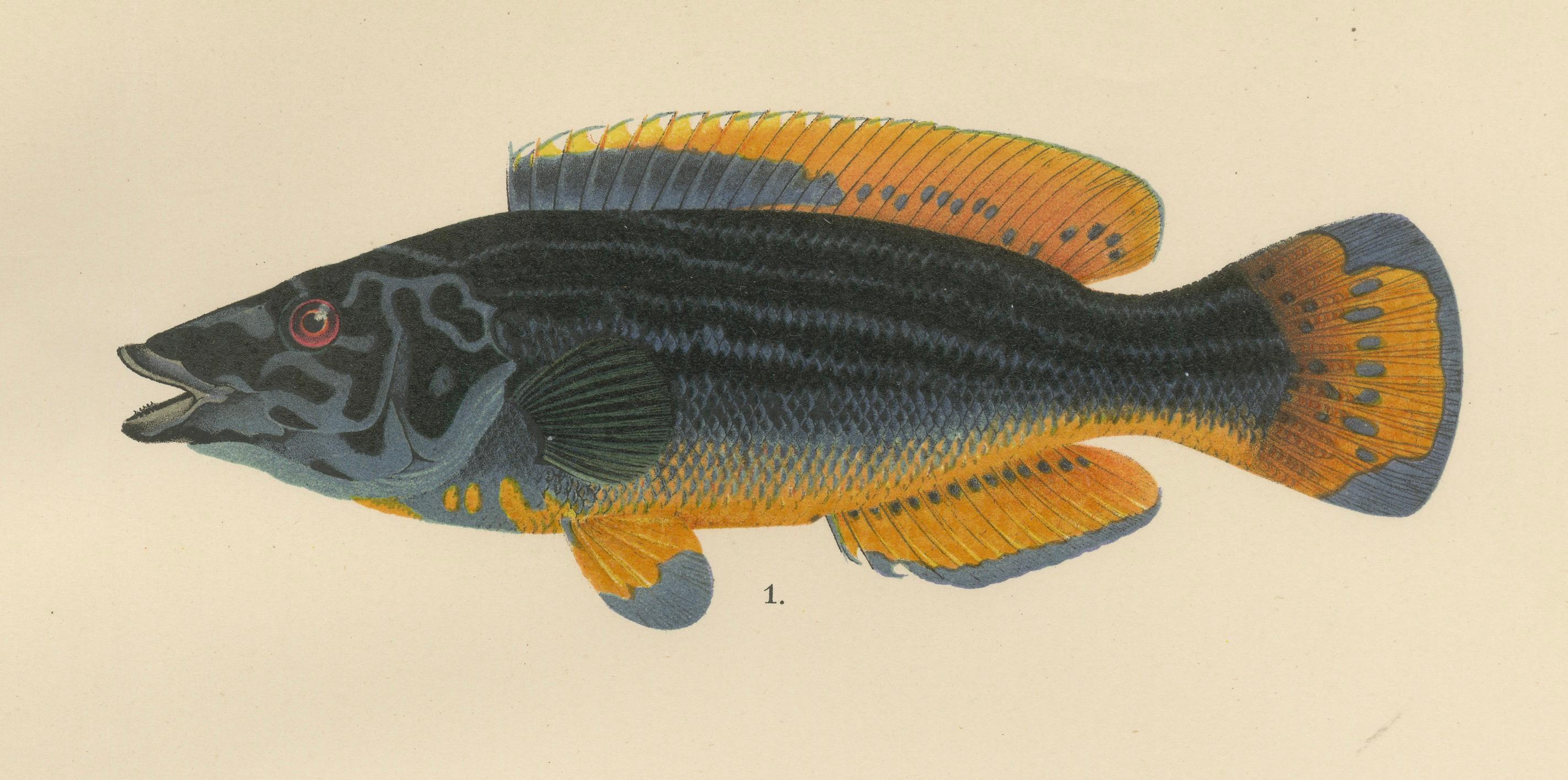 Colorful Wrasse Duo and Corkwing - Vibrant 19th Century Fish Lithograph