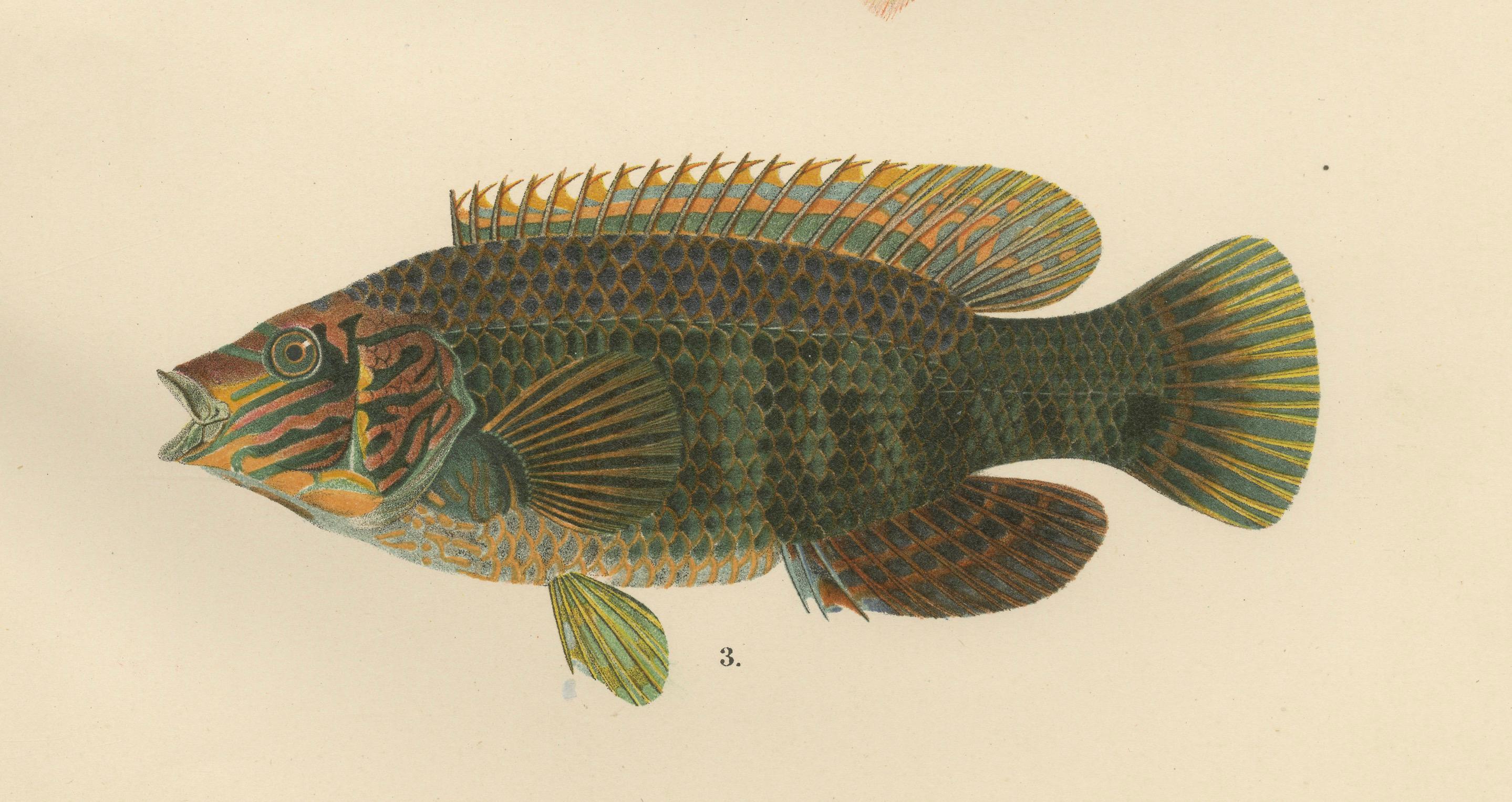 Colorful Wrasse Duo and Corkwing - Vibrant 19th Century Fish Lithograph