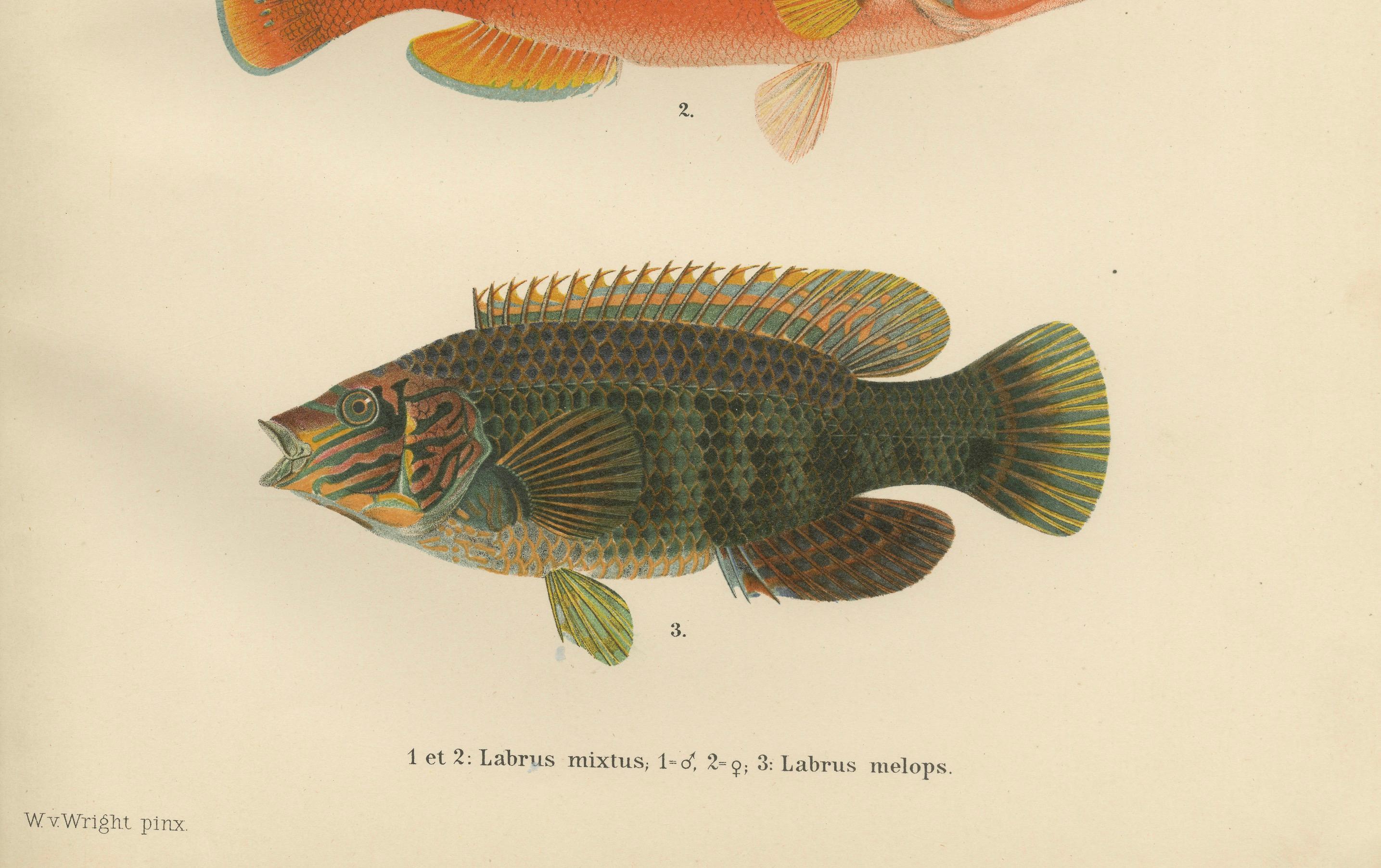 Colorful Wrasse Duo and Corkwing - Vibrant 19th Century Fish Lithograph