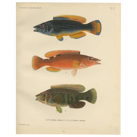 Colorful Wrasse Duo and Corkwing - Vibrant 19th Century Fish Lithograph