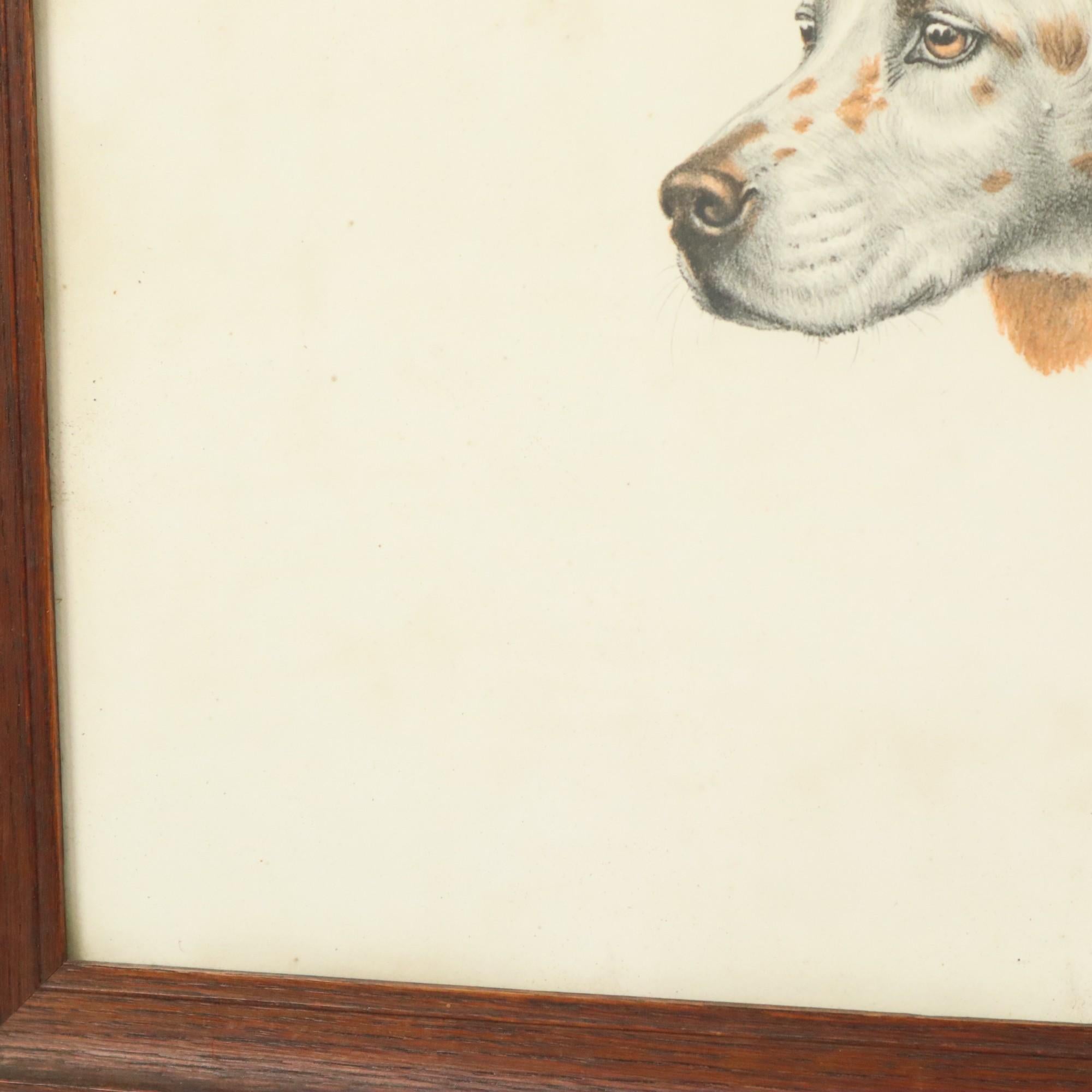 Farben Litho Leon Danchin Jagdhund Spaniel Nummeriert 150-300 im Angebot 7