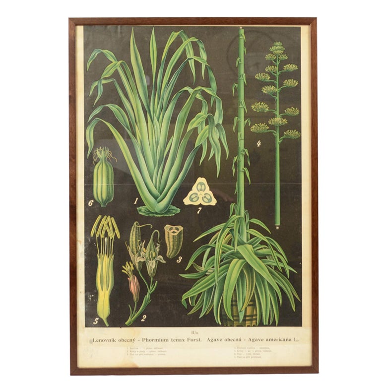 Bohemian colored botanical lithograph, 1930s, offered by Antik Arte & Scienza sas di Daniela Giorgi