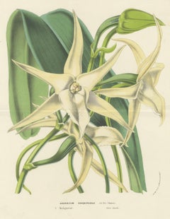 Comet Orchid (Darwin's Orchid): Hand-Colored Lithograph by Louis van Houtte 1855